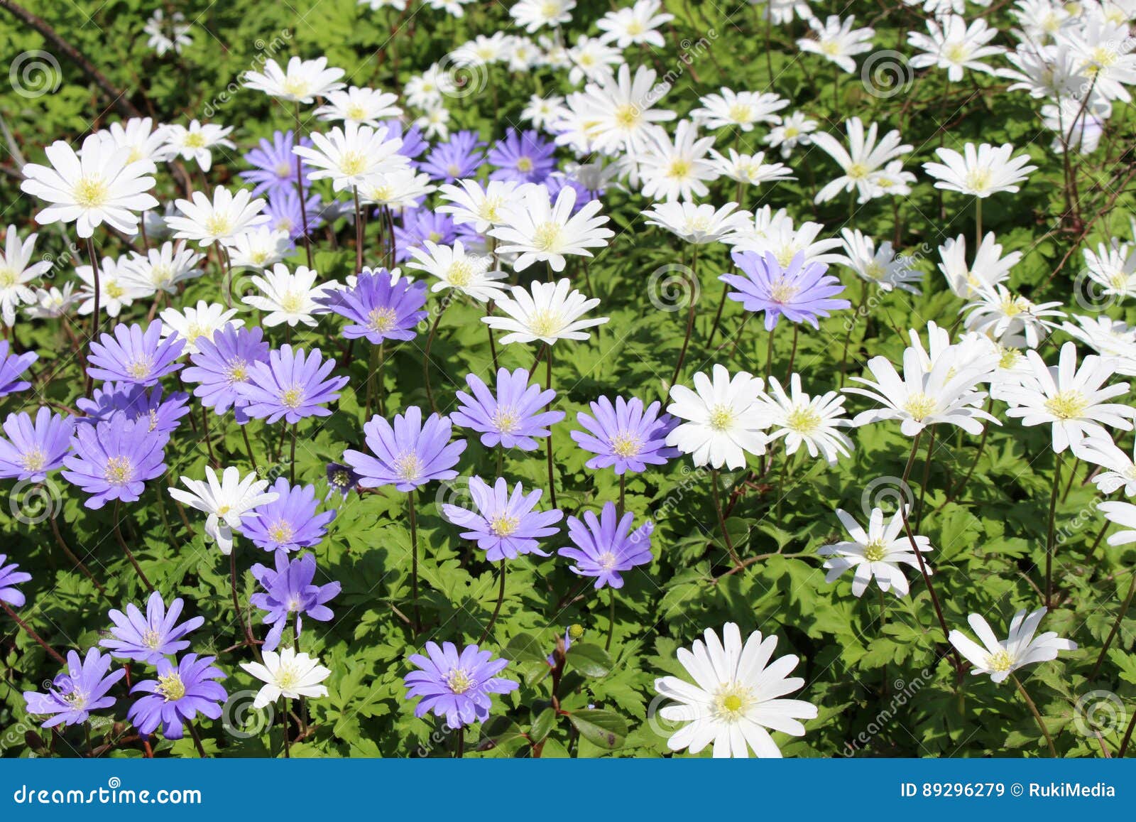 Windflowers Grecs - Anemone Blanda Image stock - Image du pollen, pelouse:  89296279