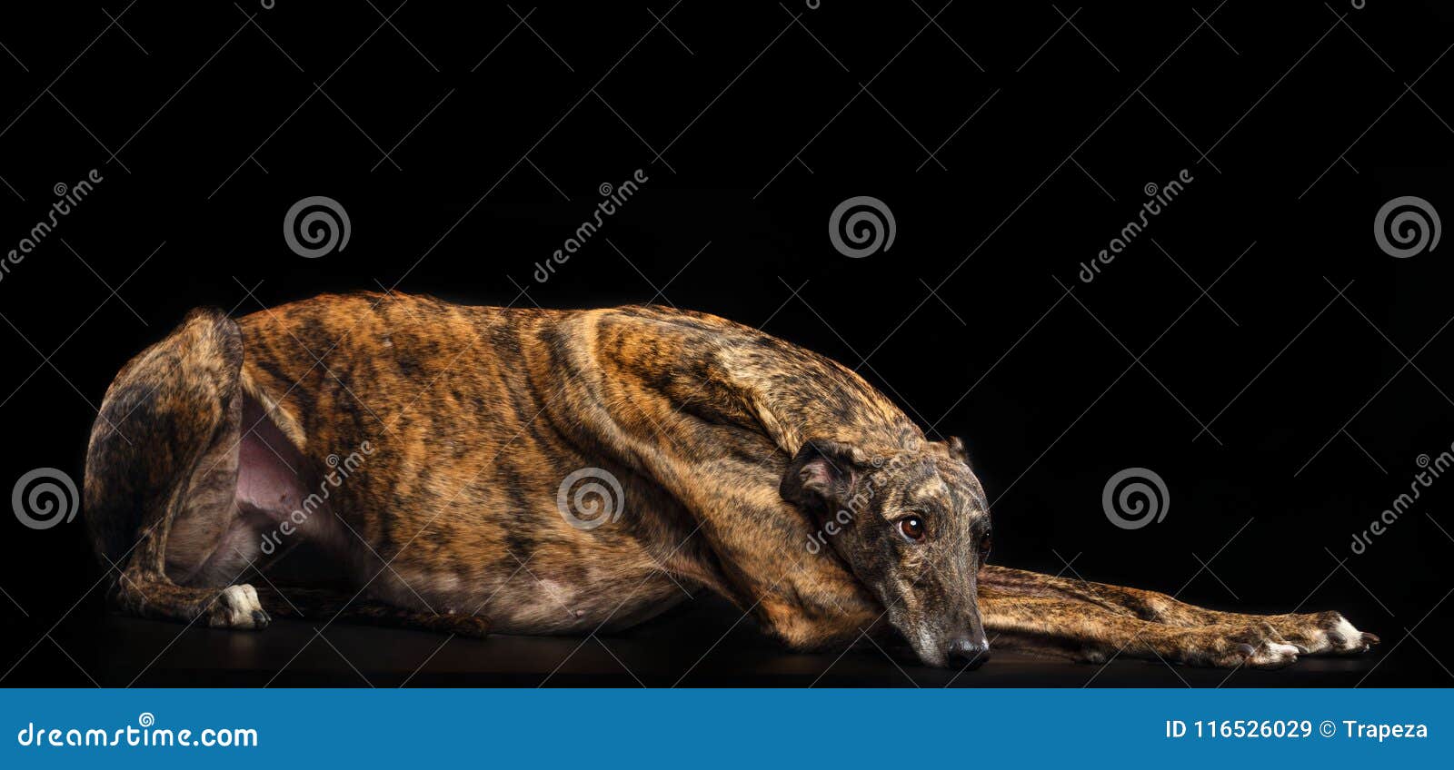 WindhundHund Lokalisiert Auf Schwarzem Hintergrund Stockbild Bild