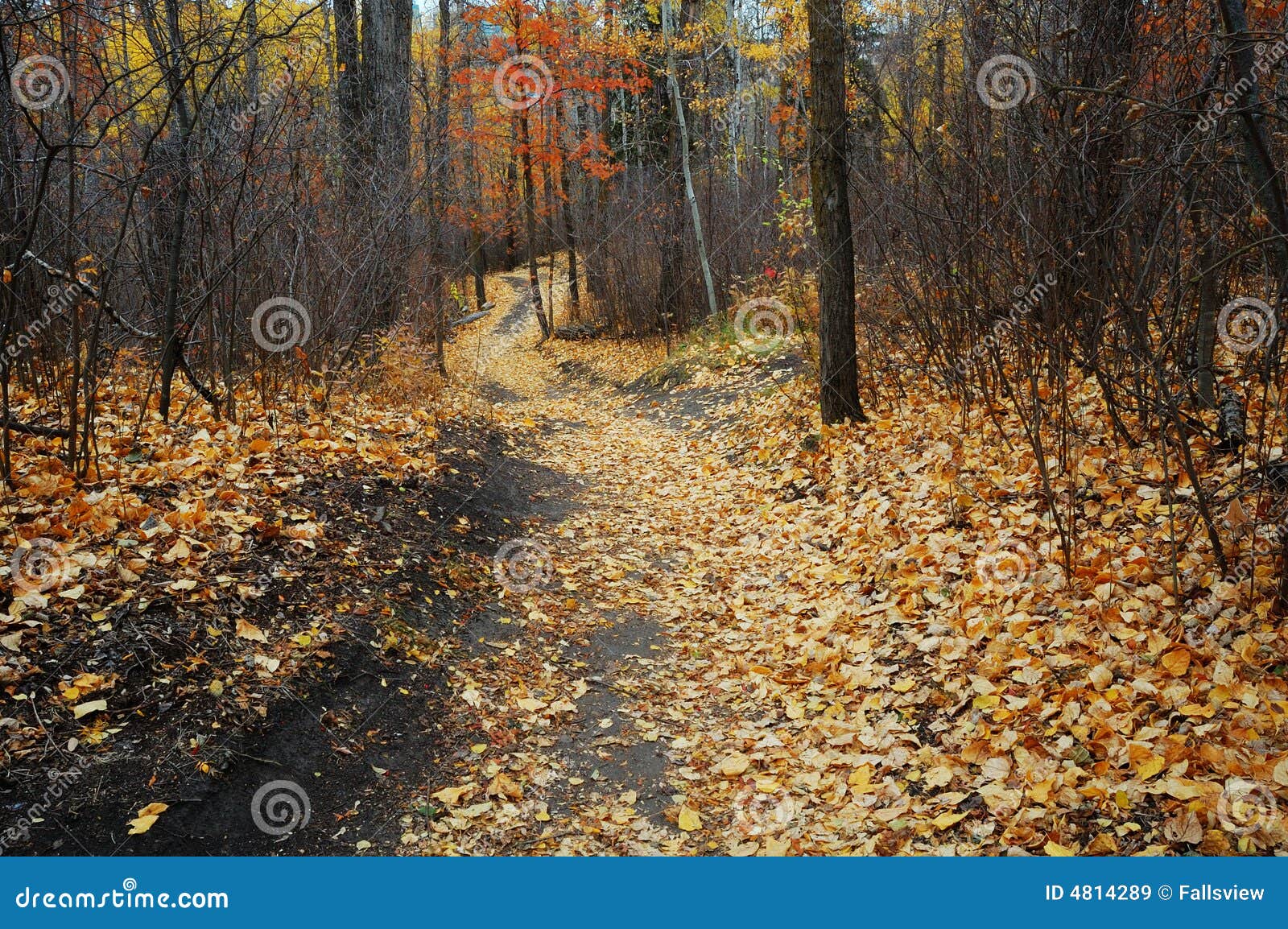 winding hiking trail in late autumn forest
