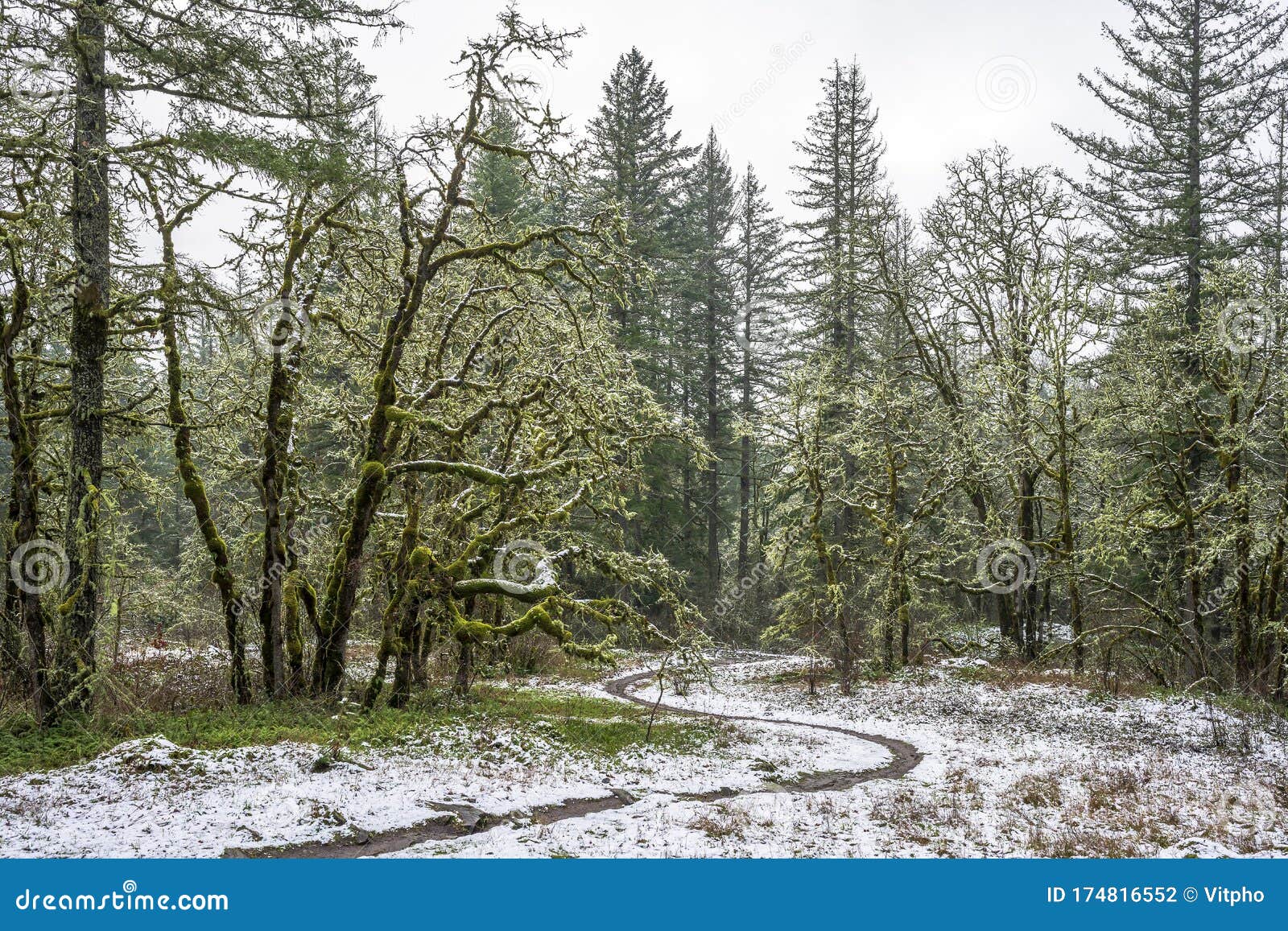 winding path in a snowy wild forest with moss-covered trees