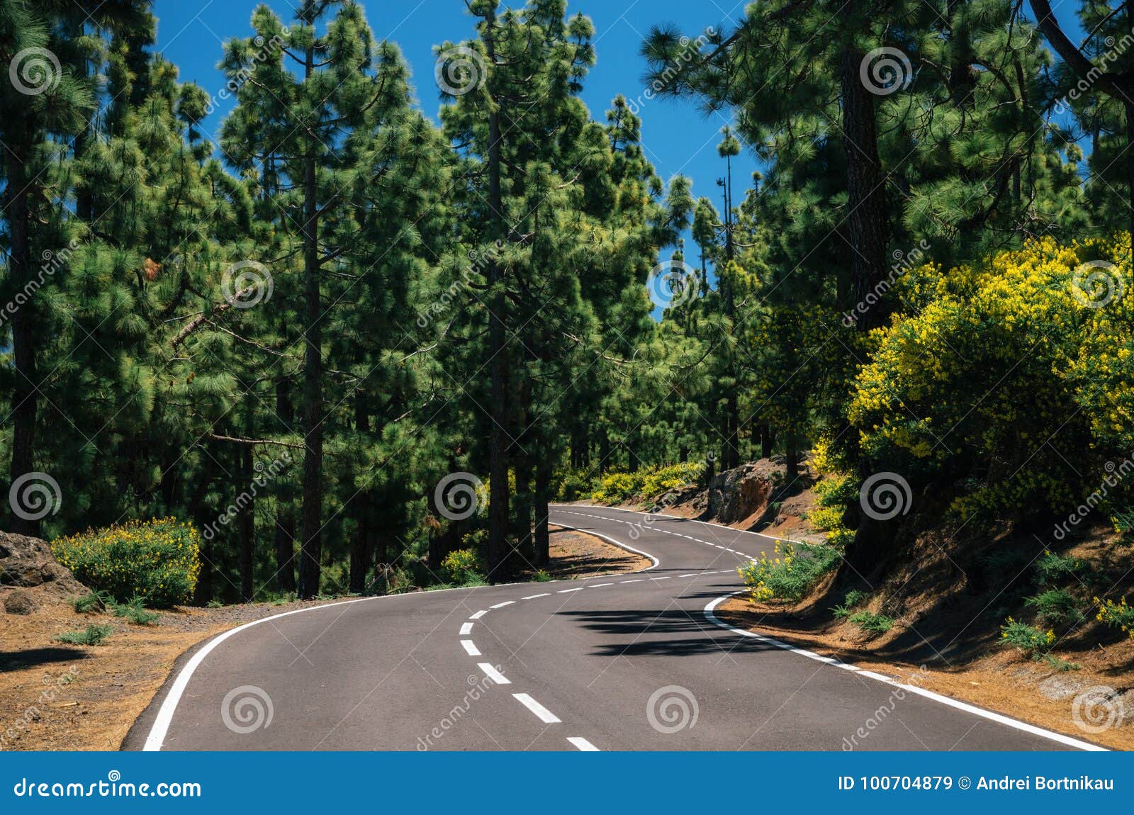 winding road in coniferous forest of la esperanza, tenerife