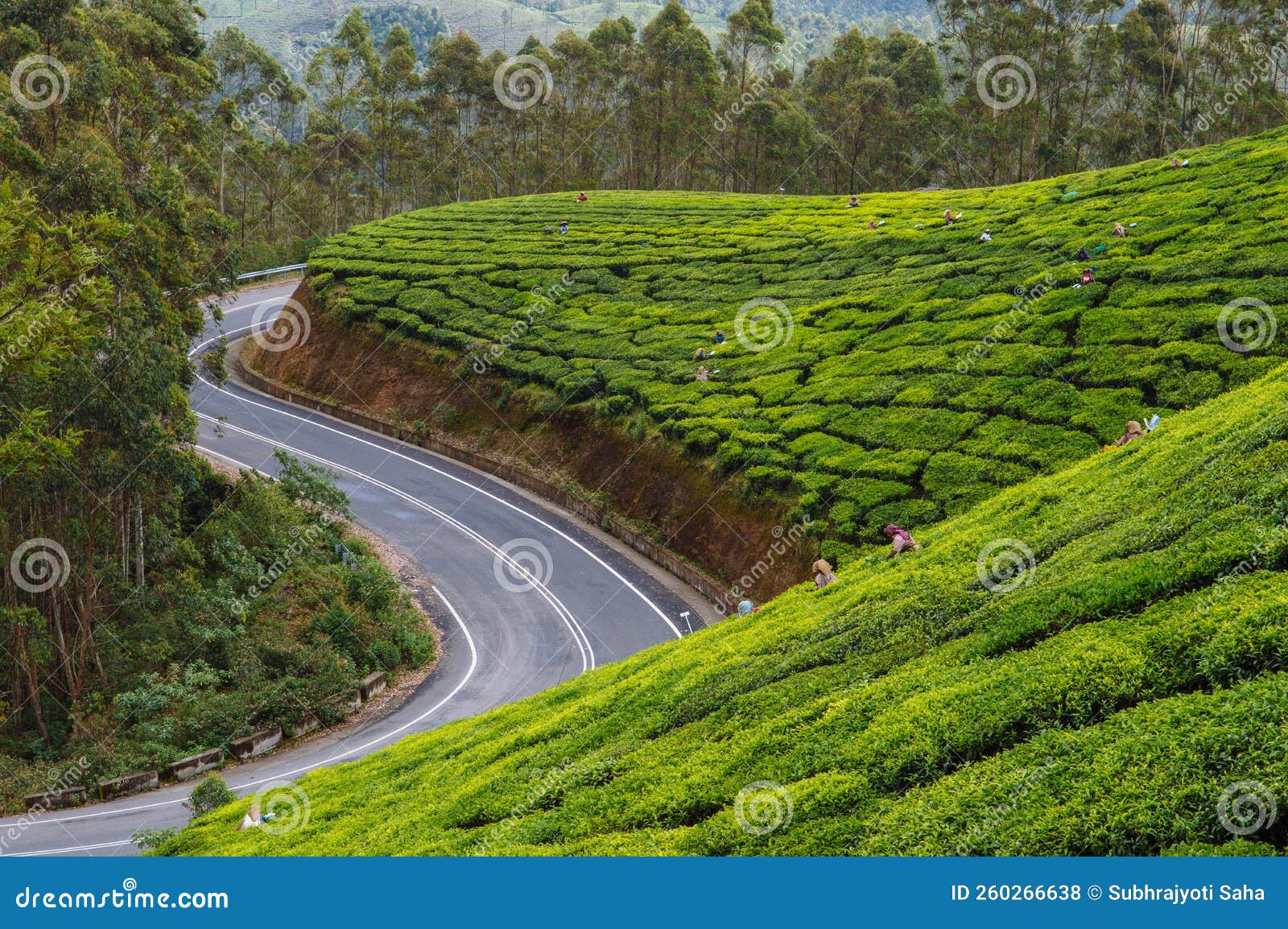 a winding road on the periphery of a tea garden