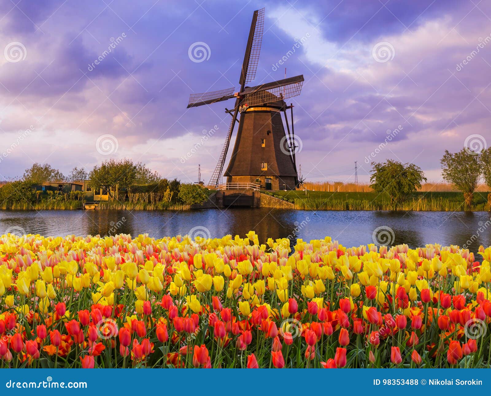 windmills and flowers in netherlands