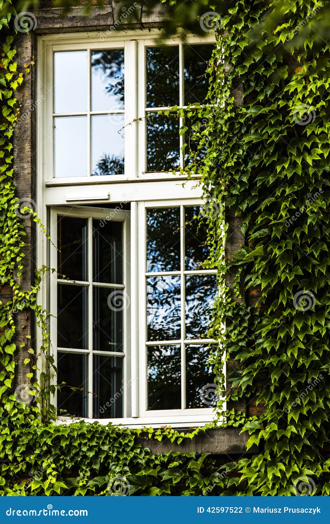 Window Covered with Green Ivy Stock Photo Image of hidden
