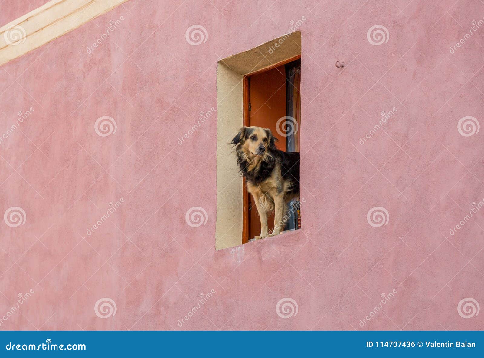 Window dog stock photo. Image of lovely, door, domestic 114707436