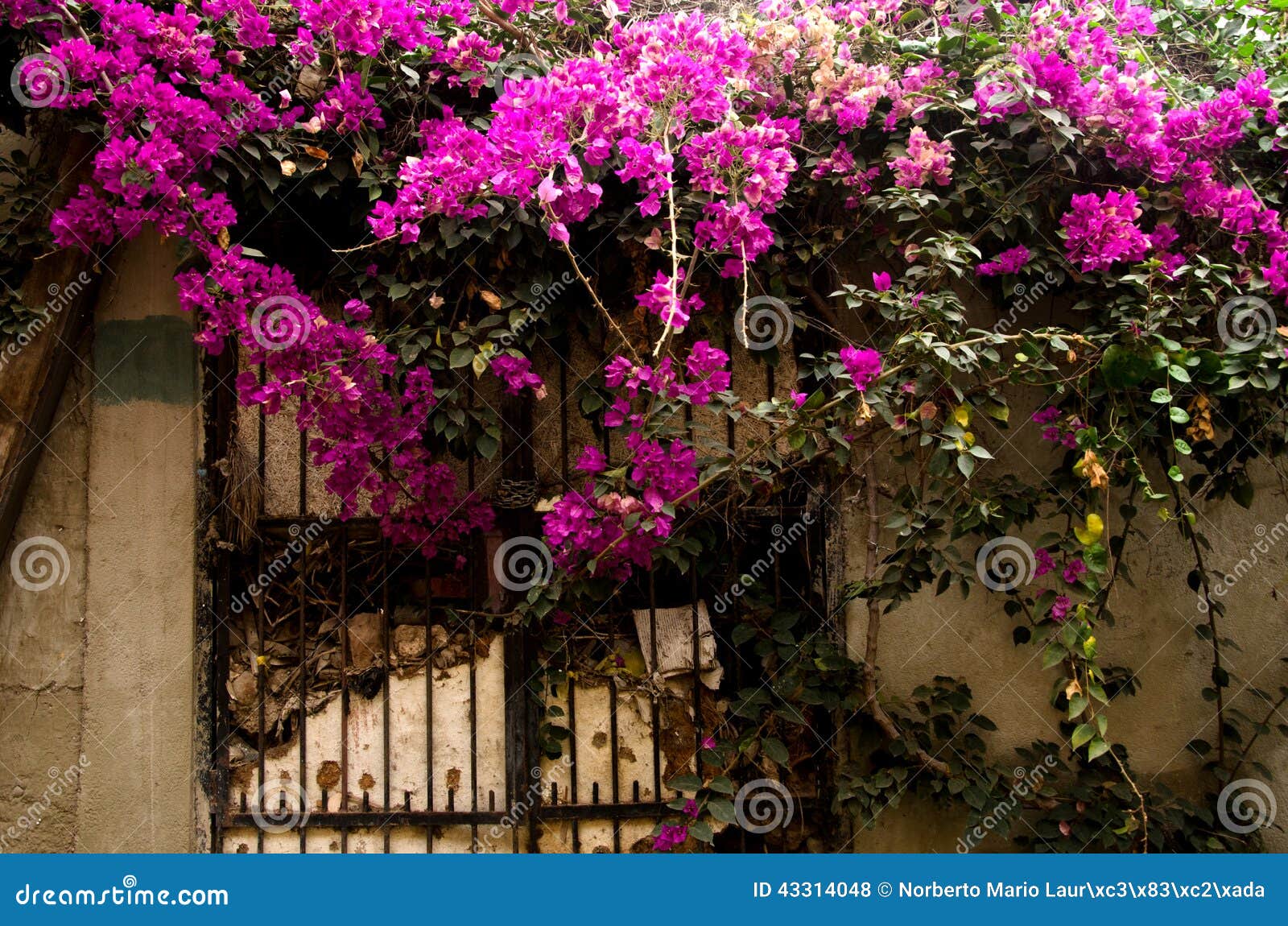 window with flowers