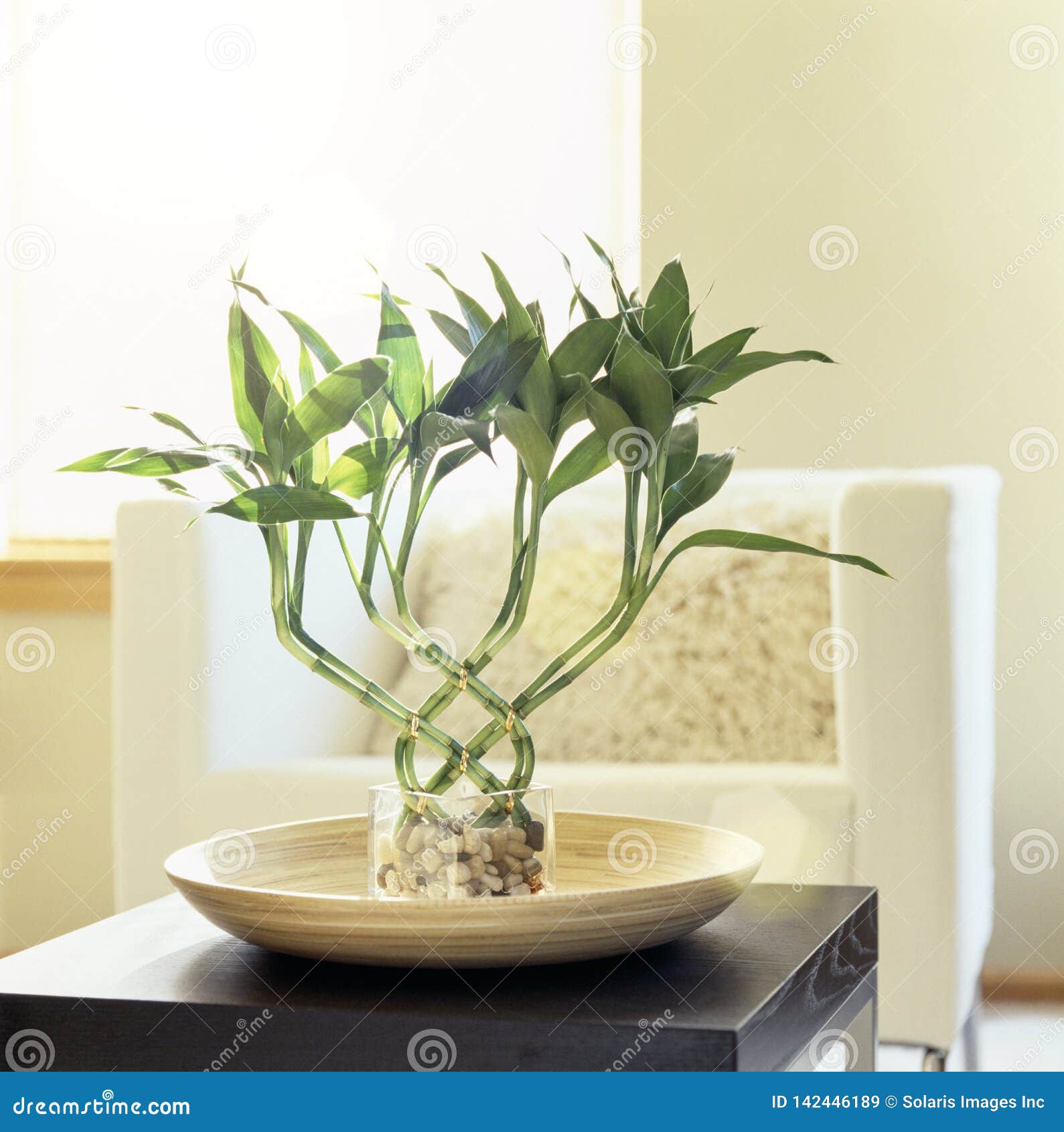 lucky bamboo houseplant in comfortable, modern living room. fresh, natural, home interior decor.