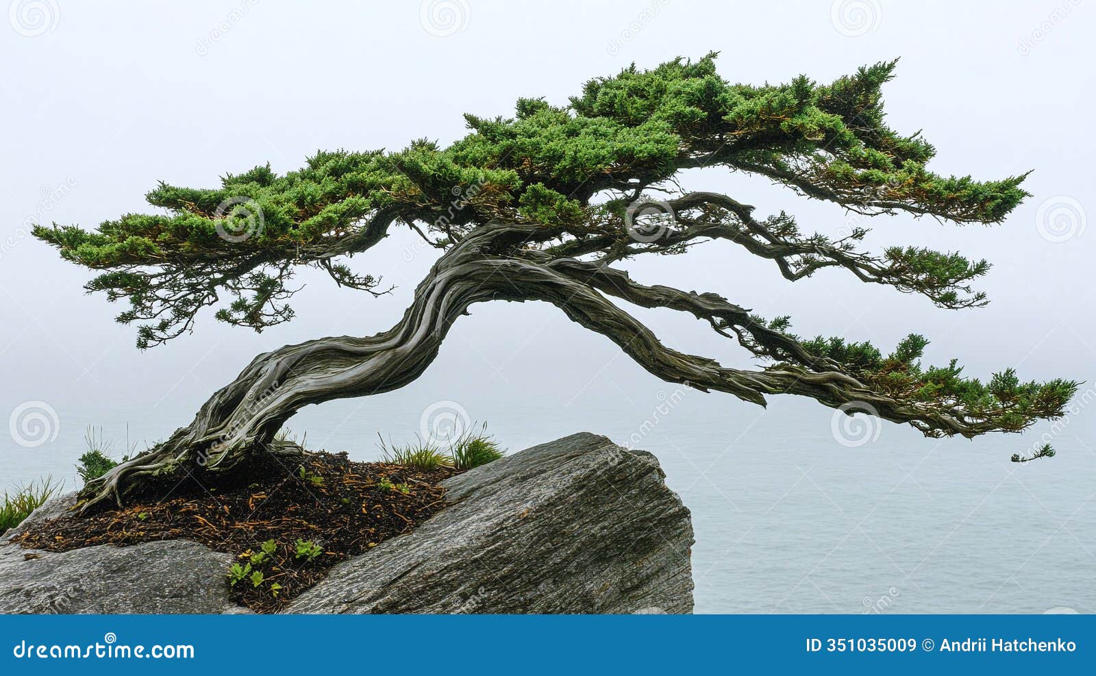 windswept-bonsai-tree-bending-