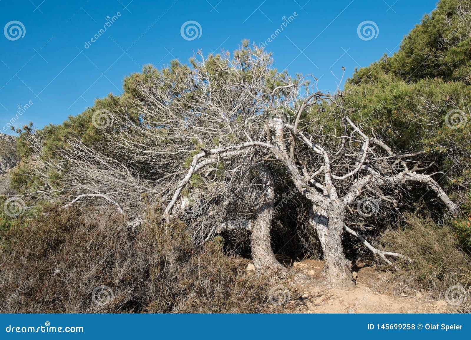 Windswept pine trees stock photo. Image of twisted, sunny 145699258