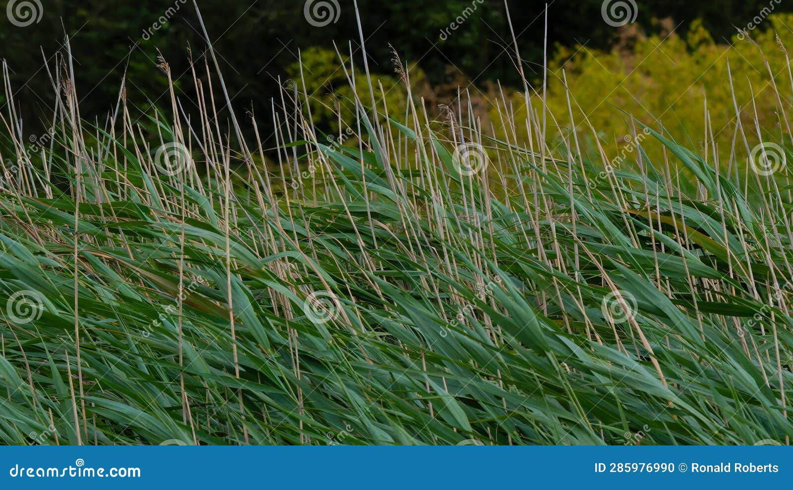 Windswept riverbank reeds stock photo. Image of rural - 285976990