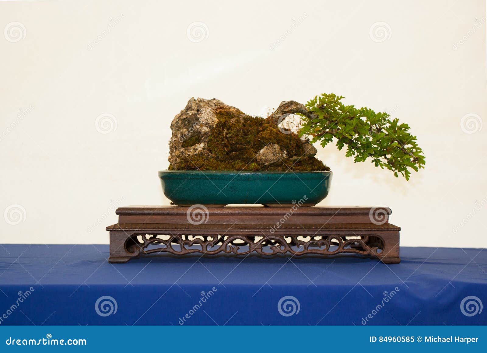 A Windswept Root Over Rock Style Hawthorn Bonsai On A Beautiful Display Table On Show In Belfast Northern Ireland Editorial Image - Image of enthusiasts, shallow: 84960585 A Windswept Root Over Rock Style Hawthorn Bonsai On A Beautiful Display Table On Show In Belfast Northern Ireland Editorial Image - Image of enthusiasts, shallow: 84960585