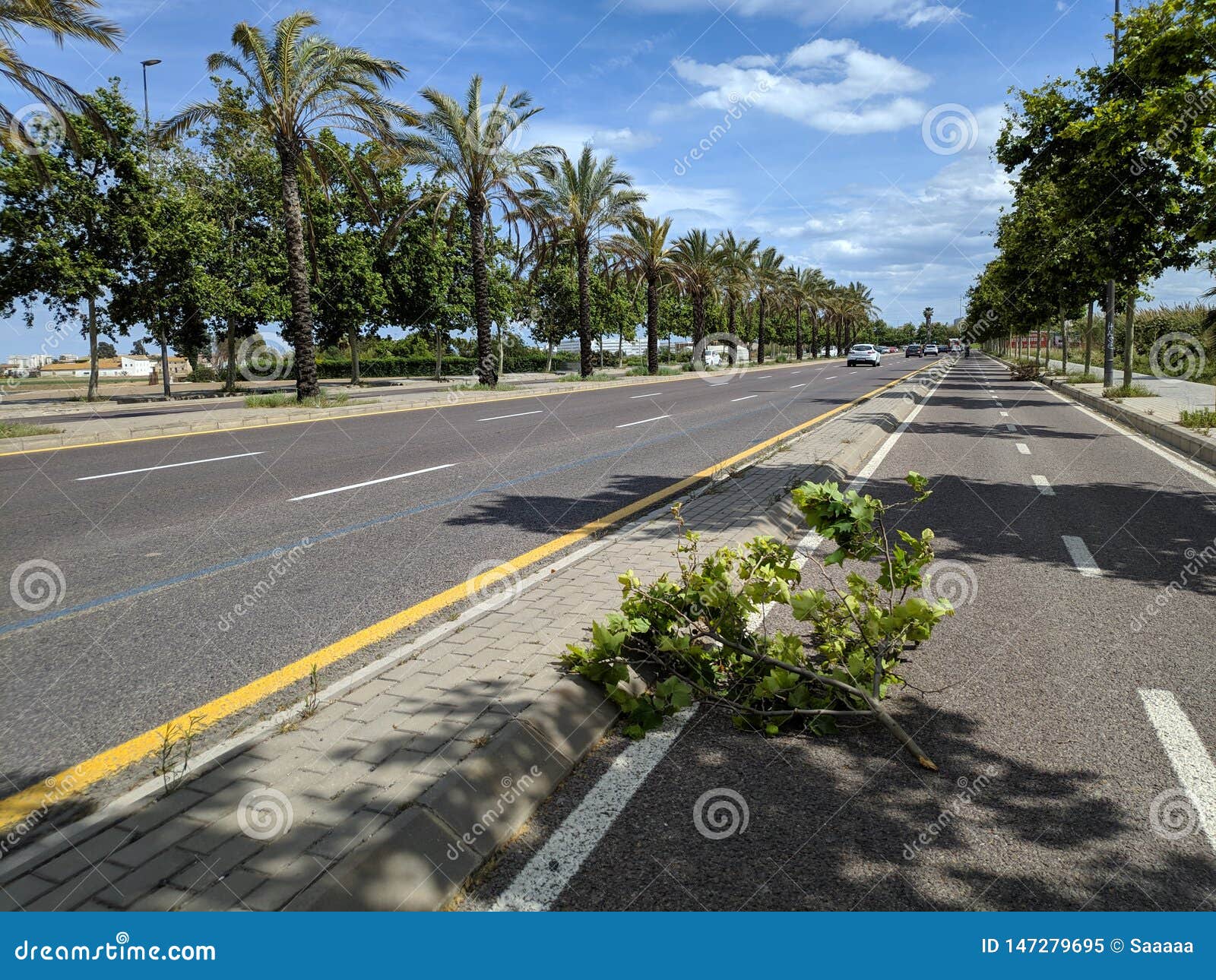 Windy Day with Tree Branches Over the Road Stock Image - Image of windy