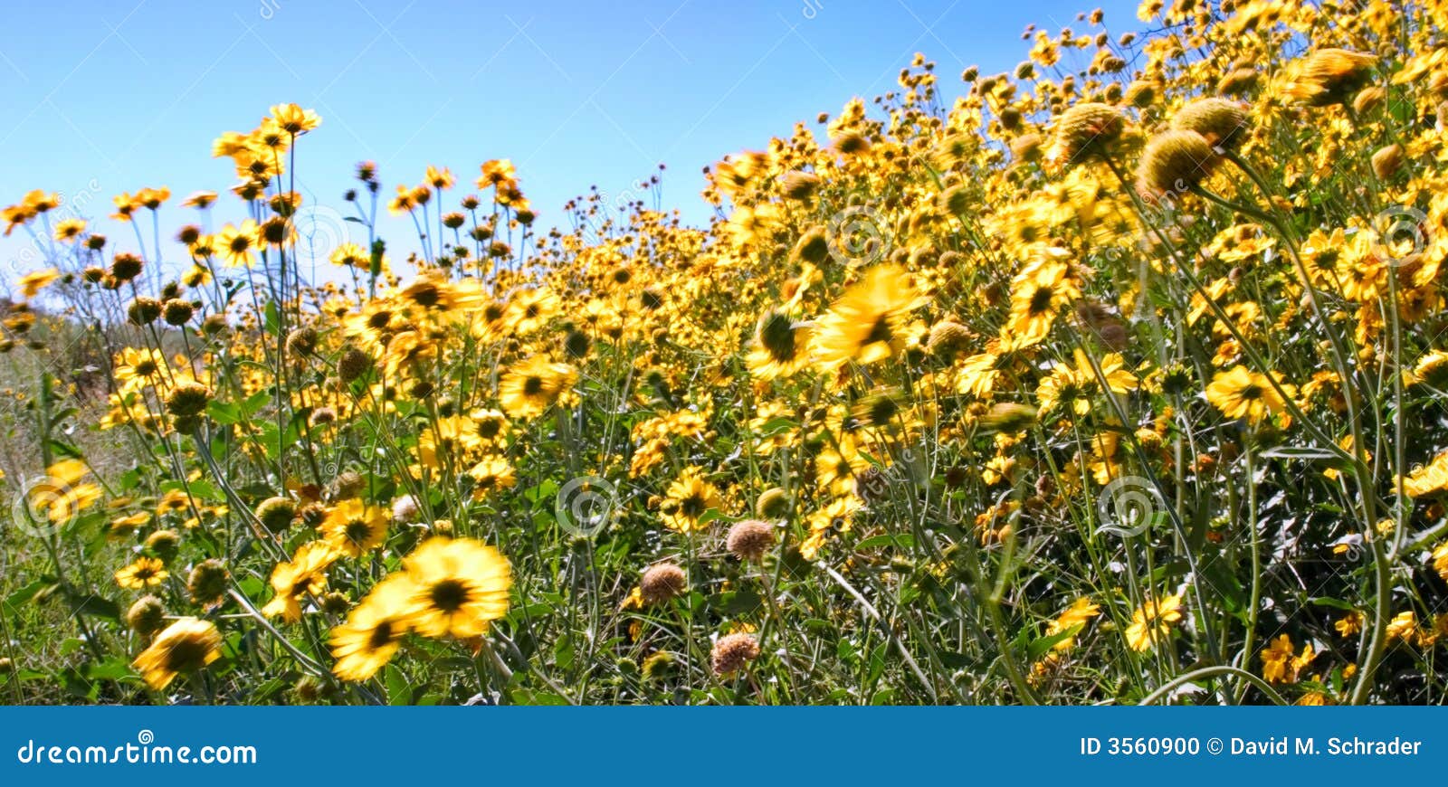 Windy Flowers stock photo. Image of blooming, hill, group 3560900