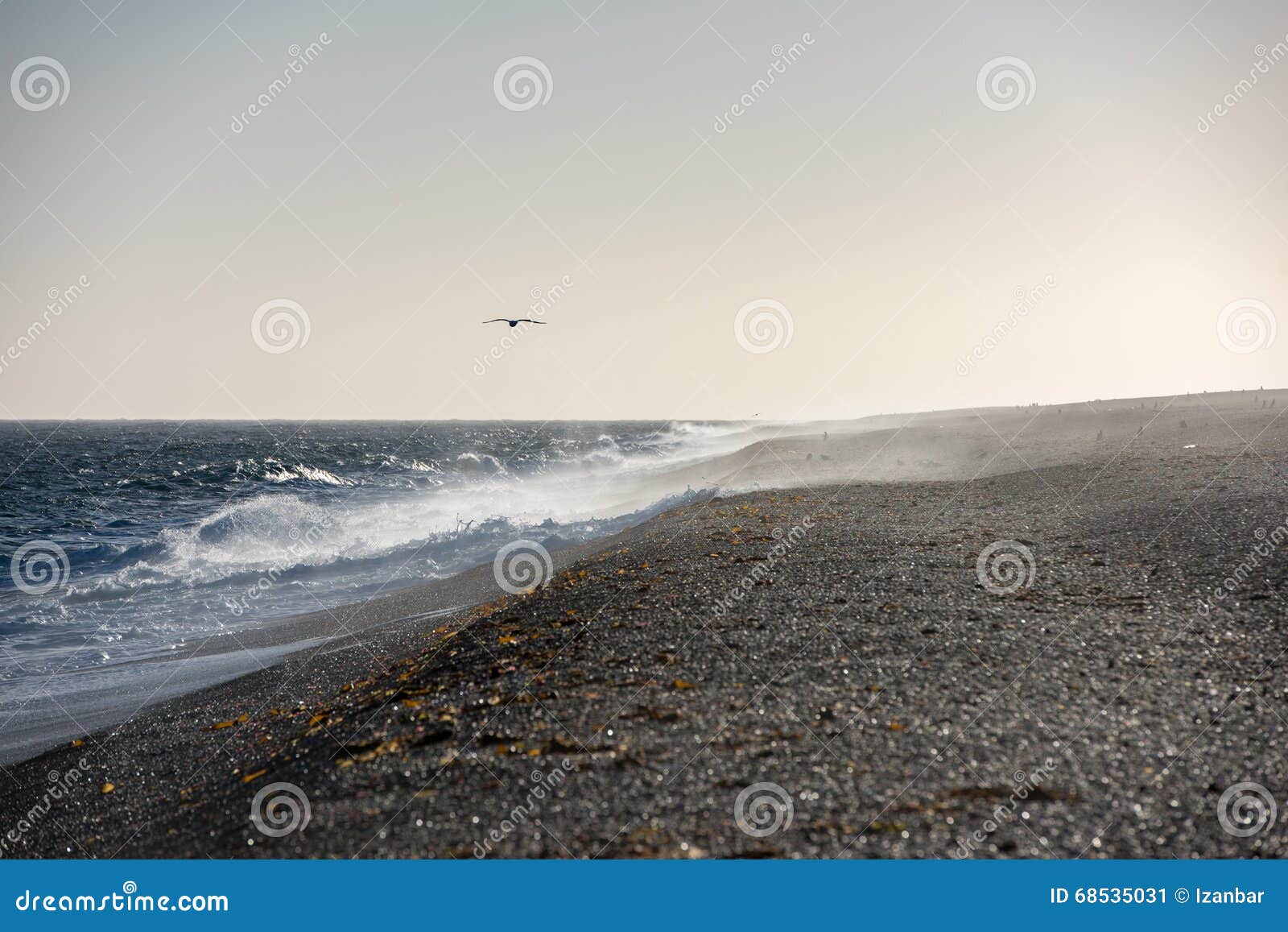 Windy Patagonia Beach with Penguins Stock Image - Image of natural ...