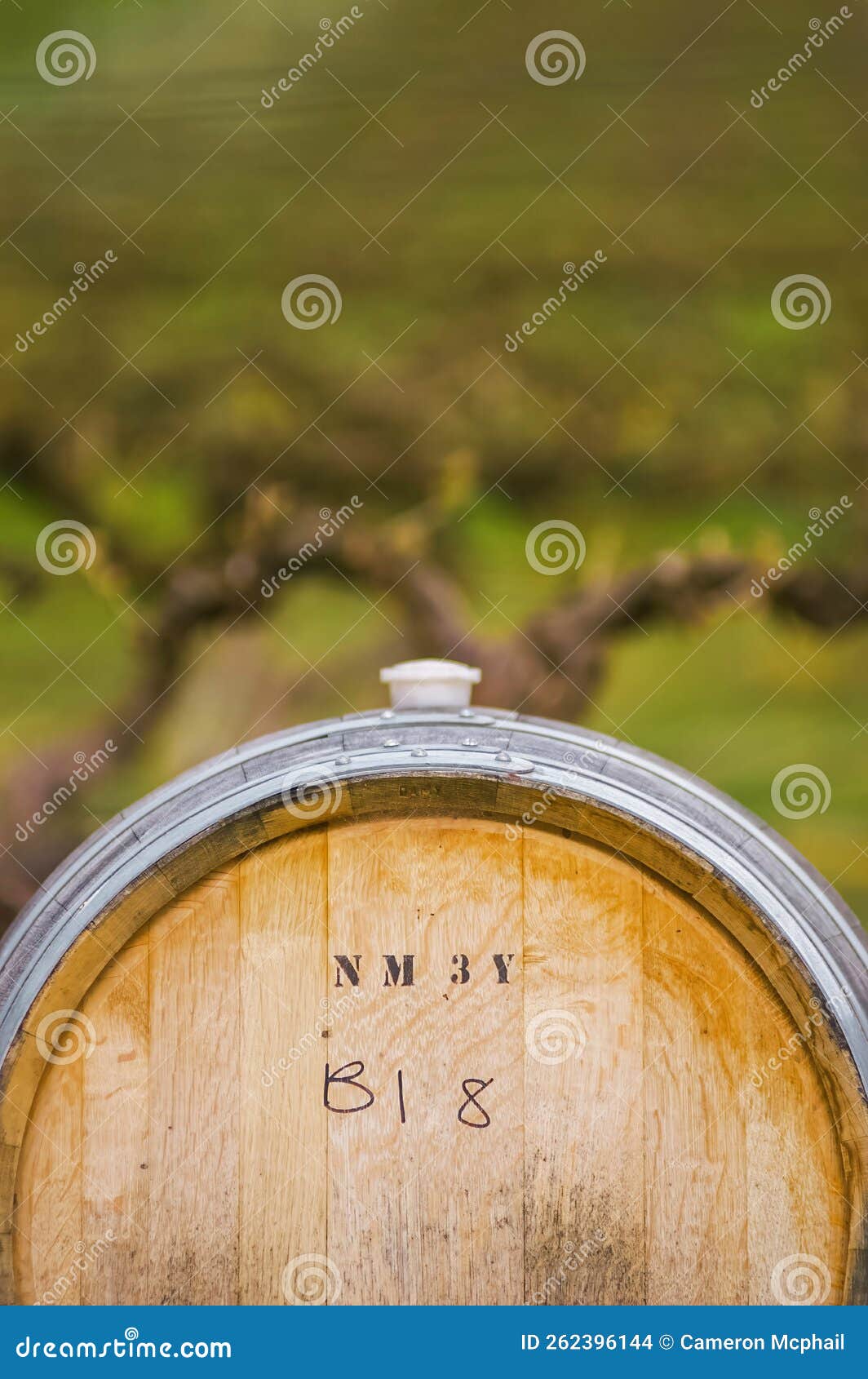 Wine Barrel and Vines in Vineyard Stock Photo Image of round, copy
