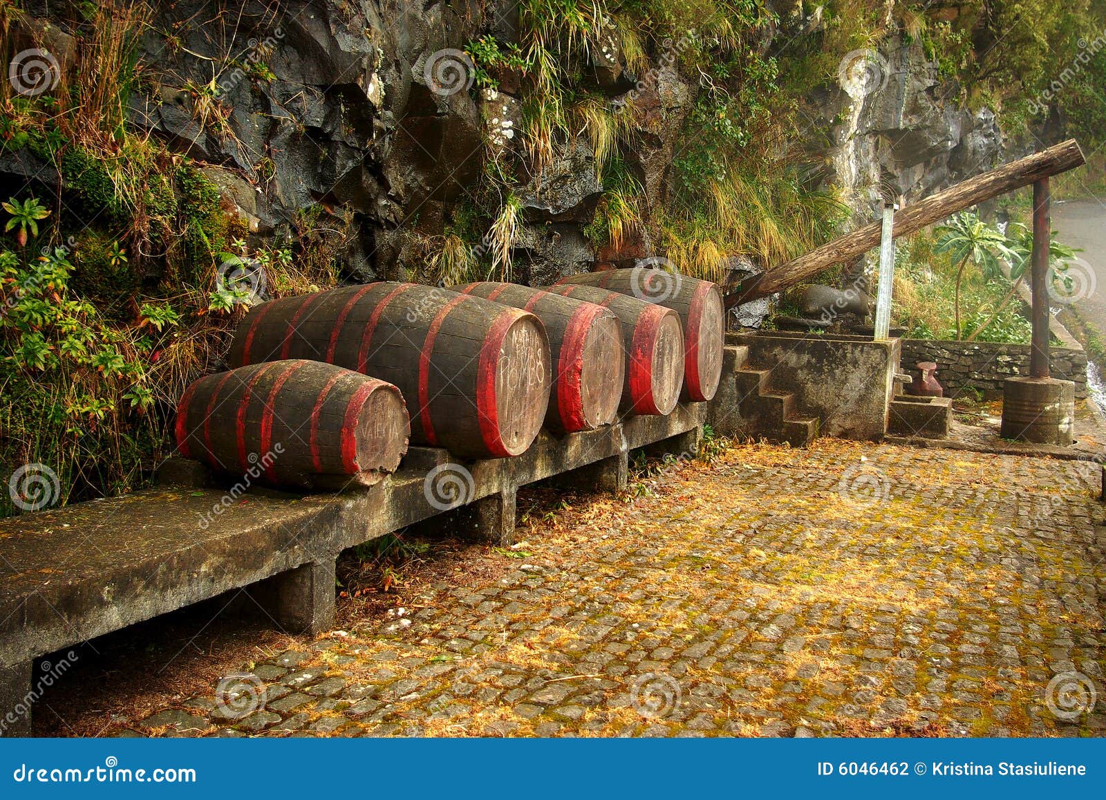wine barrels. madeira