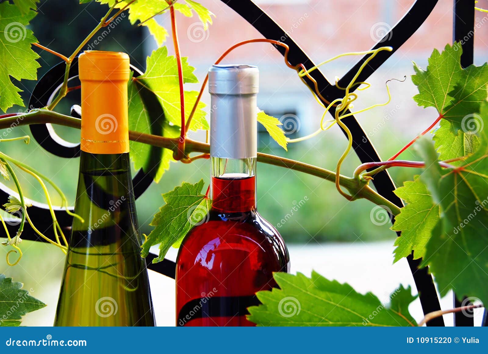 Wine Bottles between Vine Leaves Stock Photo Image of beverage
