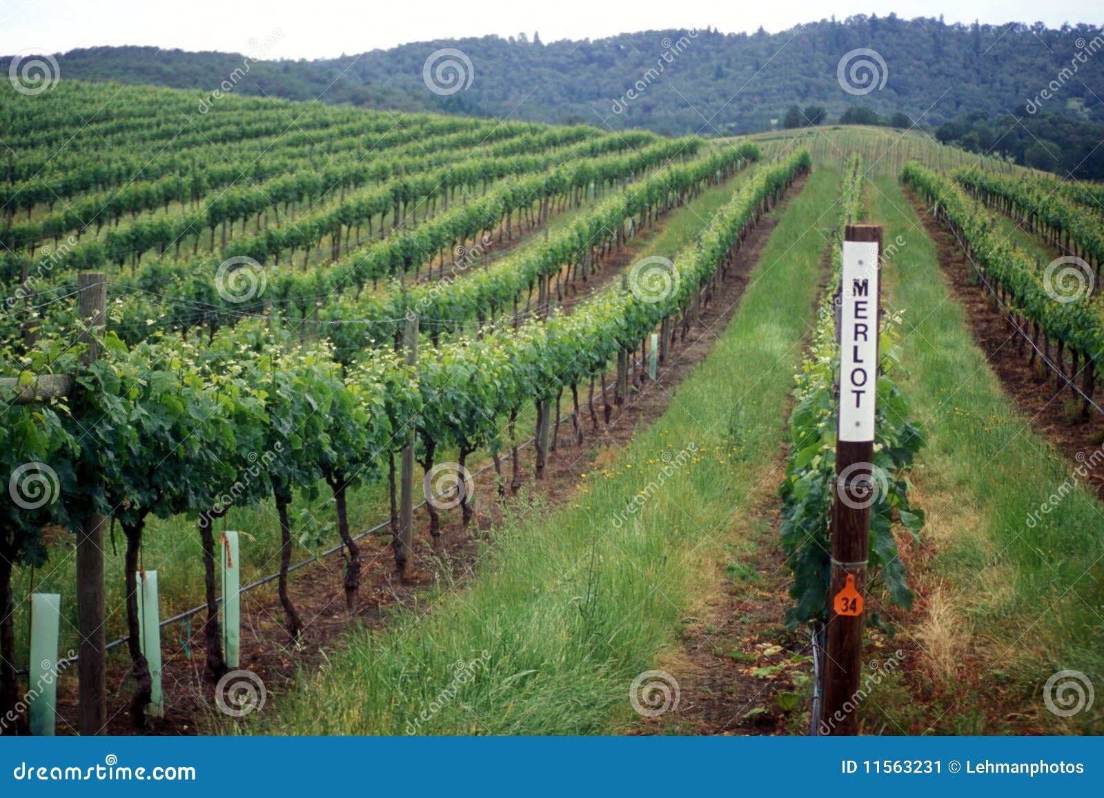 wine country vineyard landscape merlot sign