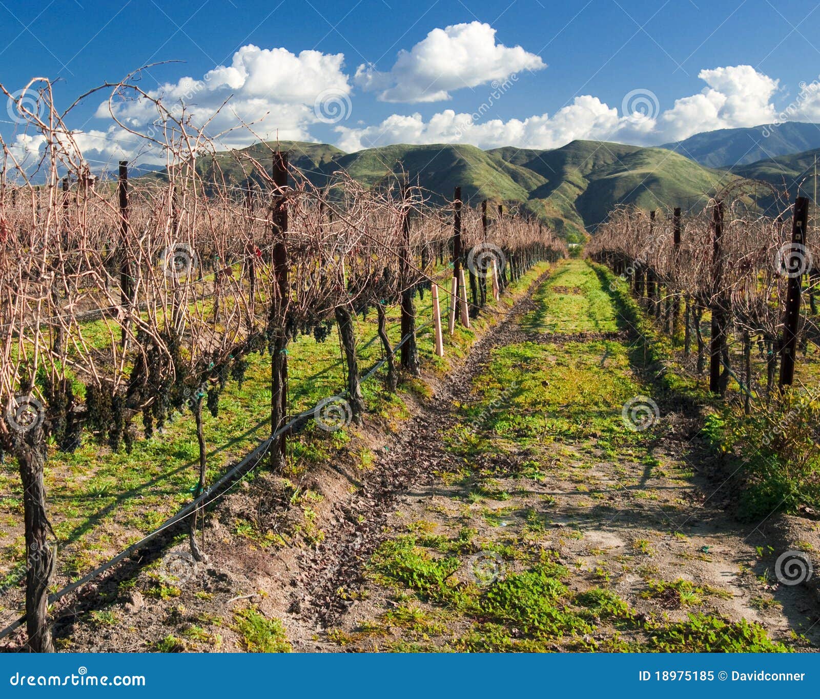 Wine Fields stock image. Image of winery, wine, hills 18975185