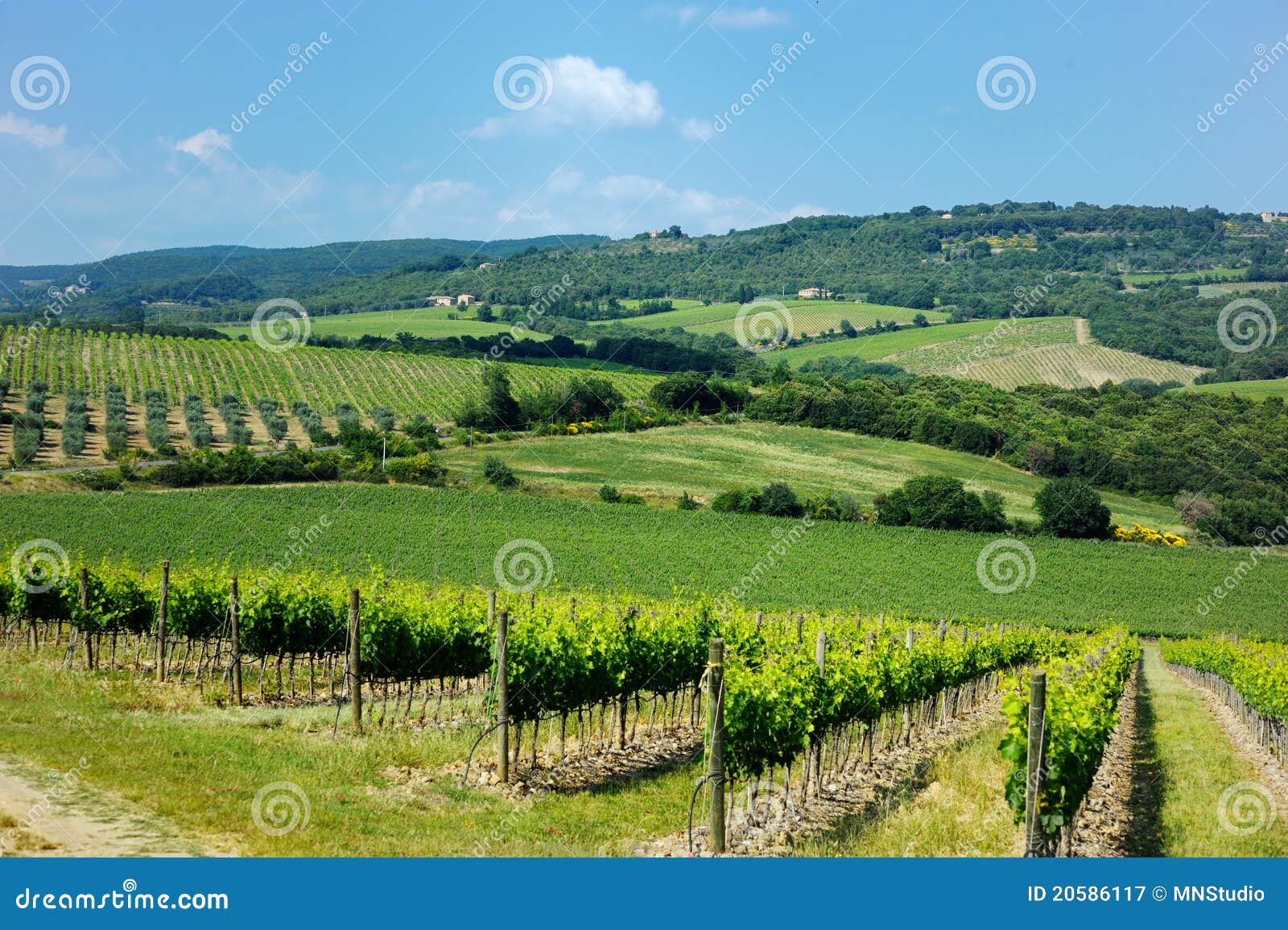 Wine fields stock image. Image of grand, background, heaven 20586117