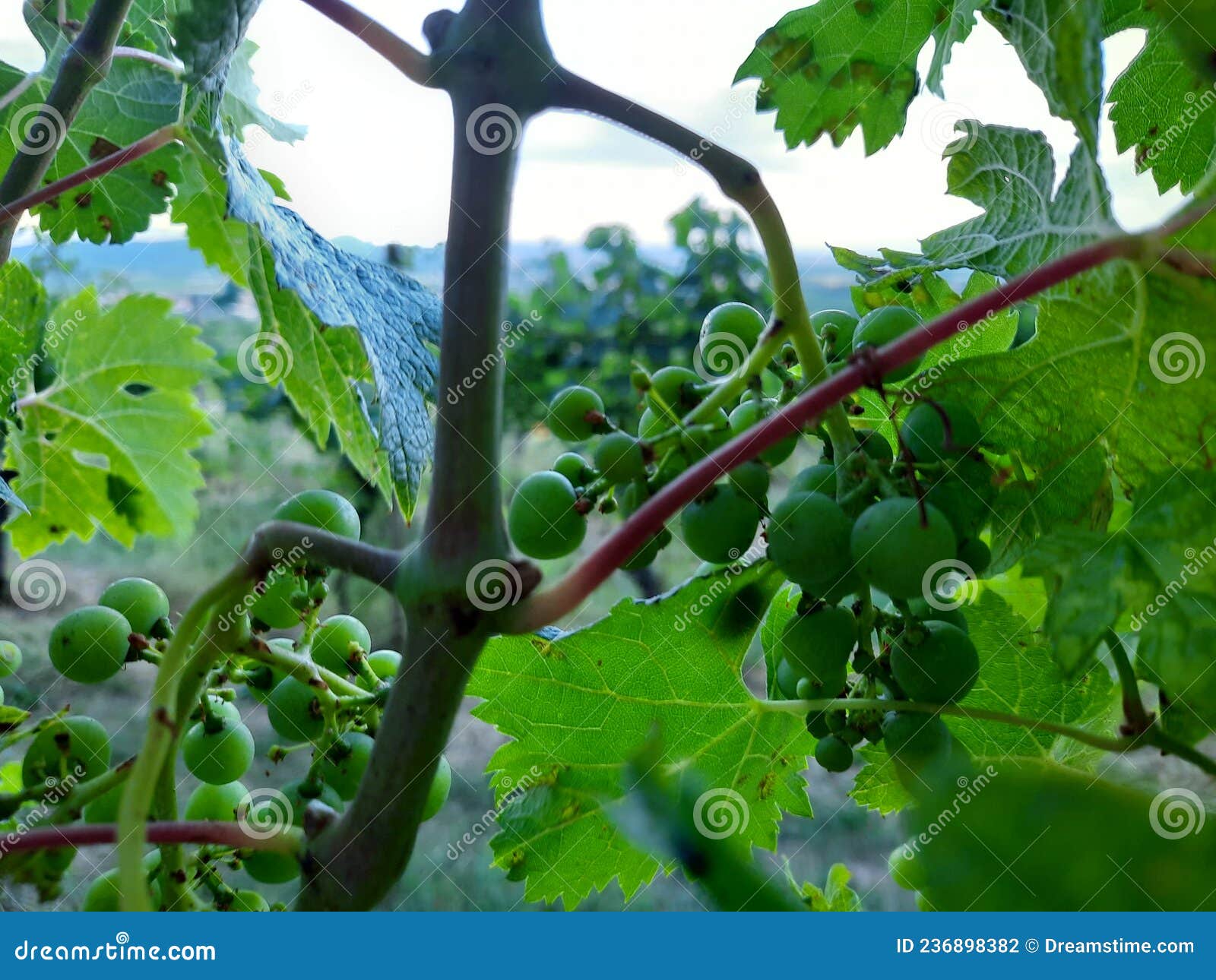 Wine fields, manzano Italy stock photo. Image of fields 236898382