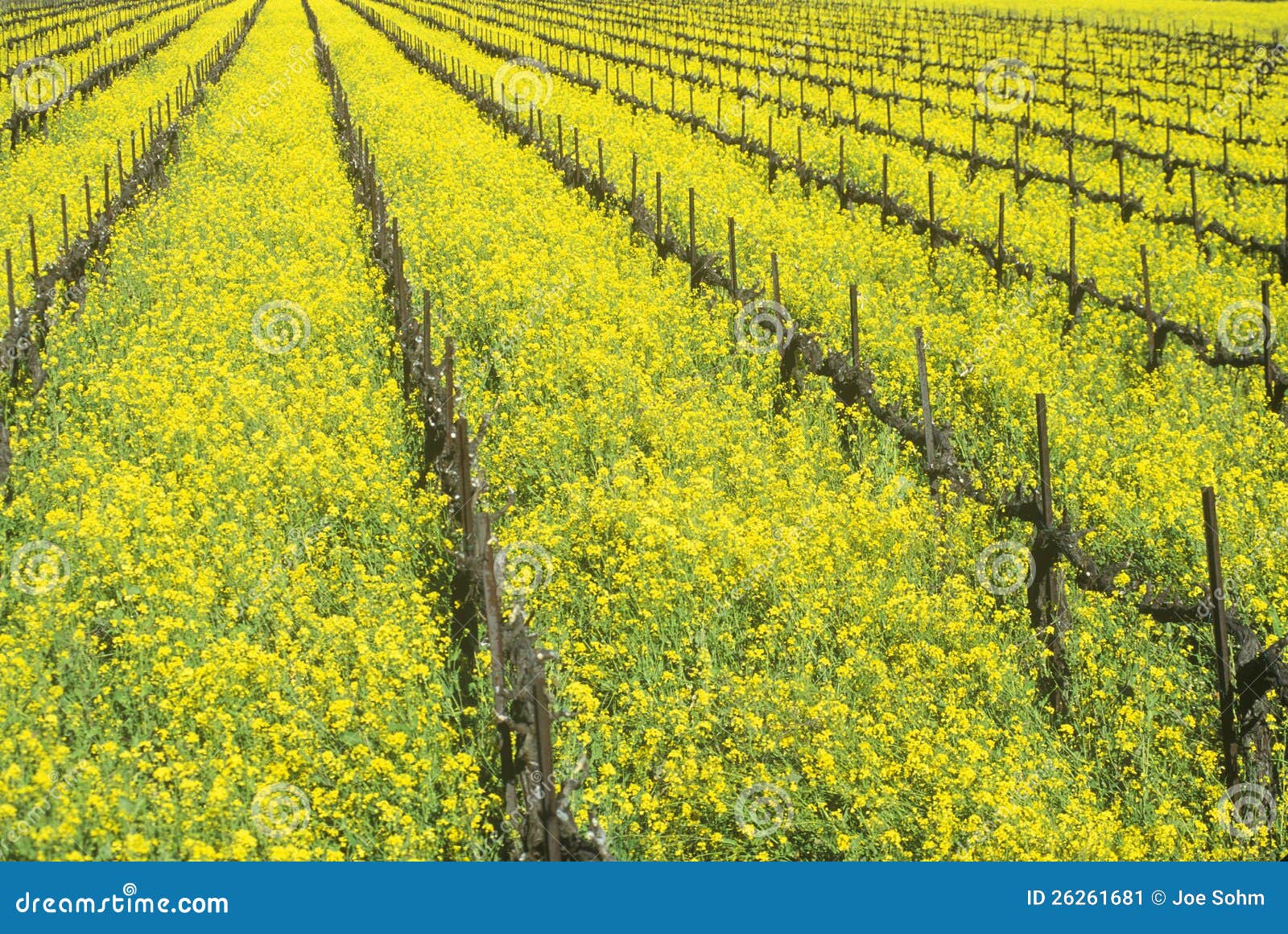 Wine Fields in Spring stock image. Image of plants, states 26261681