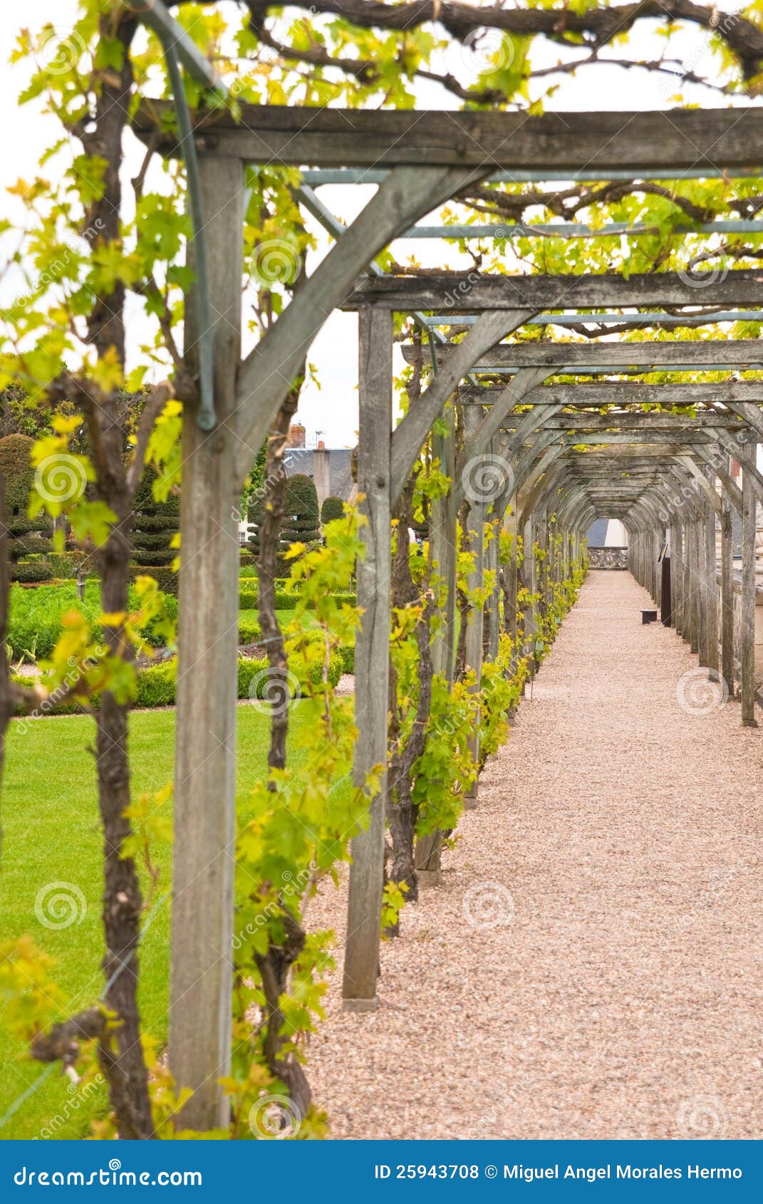 Wine garden stock photo. Image of agriculture, france 25943708