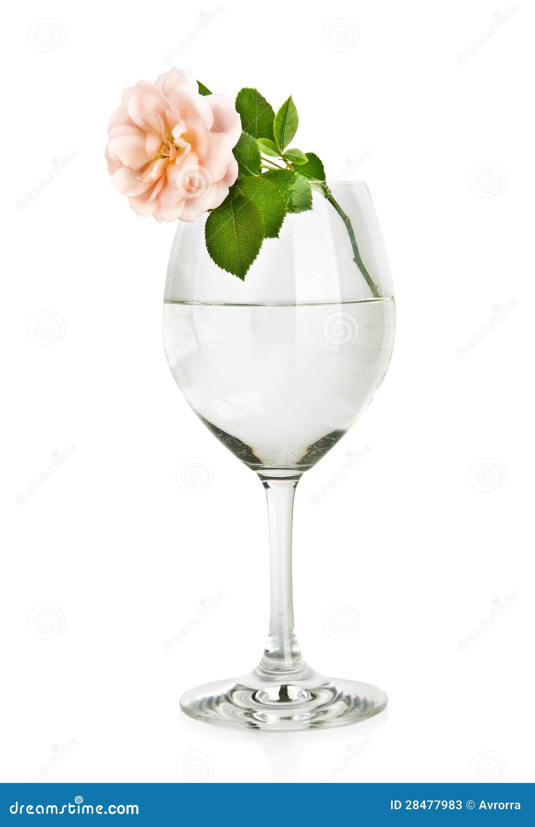 Wine Glass With Water And Pink Rose Flower Stock Image Image of