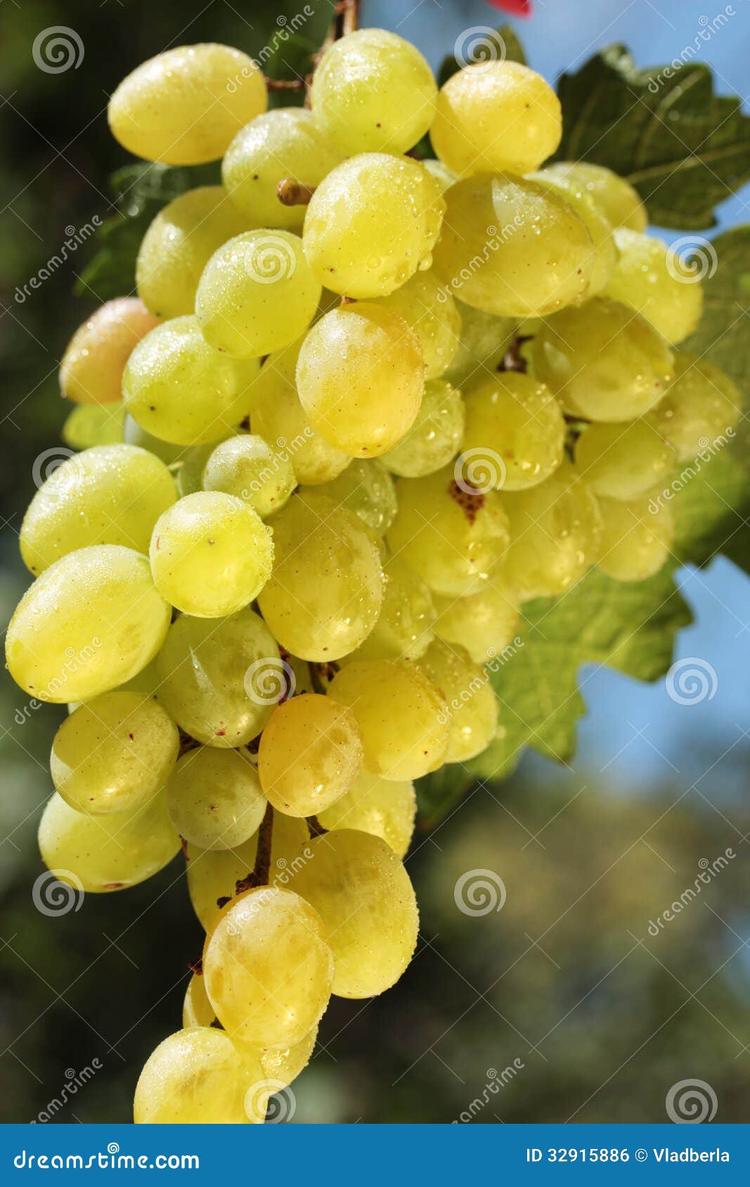 Wine grape stock photo. Image of water, vitamin, sweet 32915886
