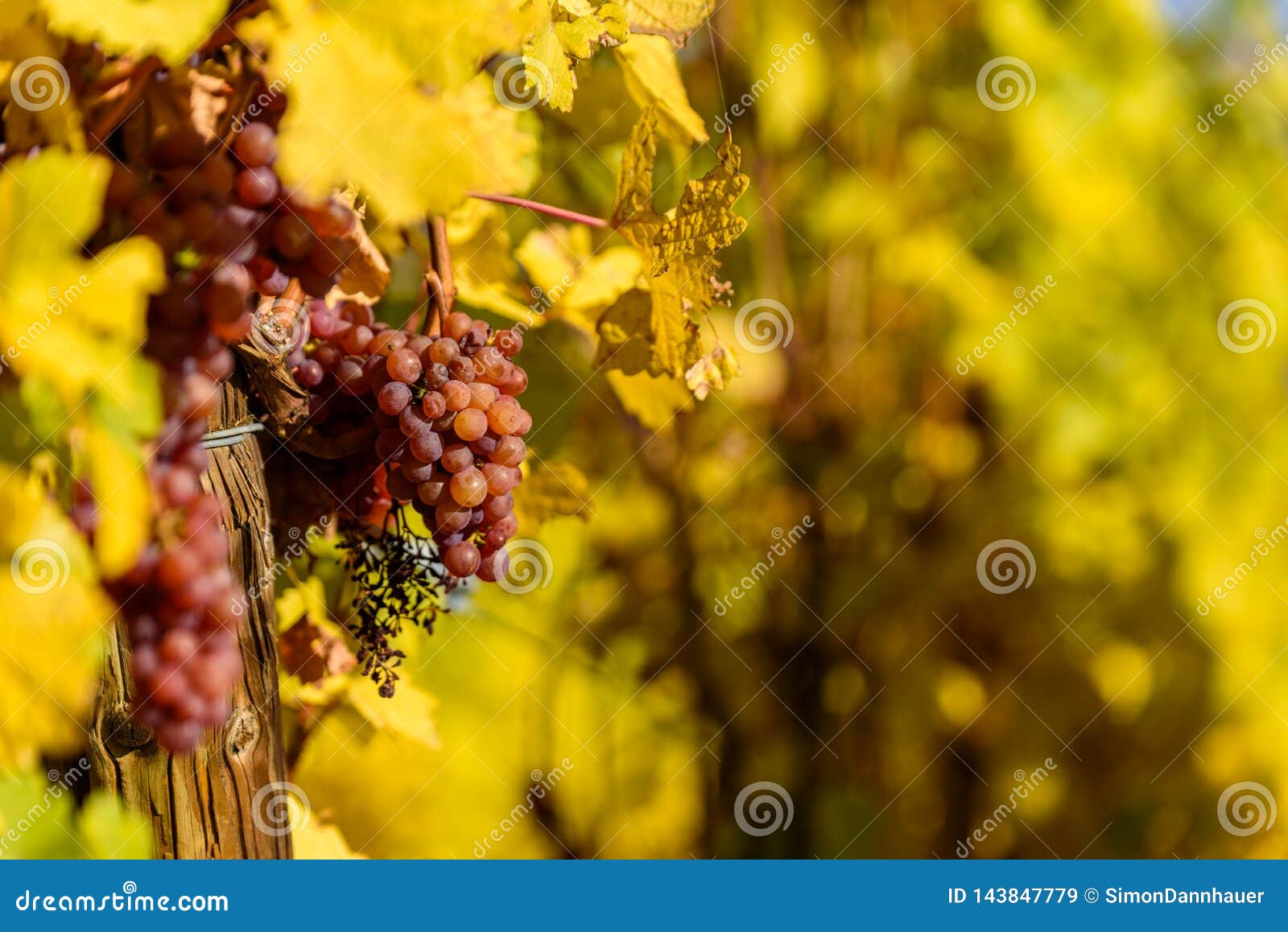 Wine Grape Harvest Season in the Vineyard Stock Image Image of