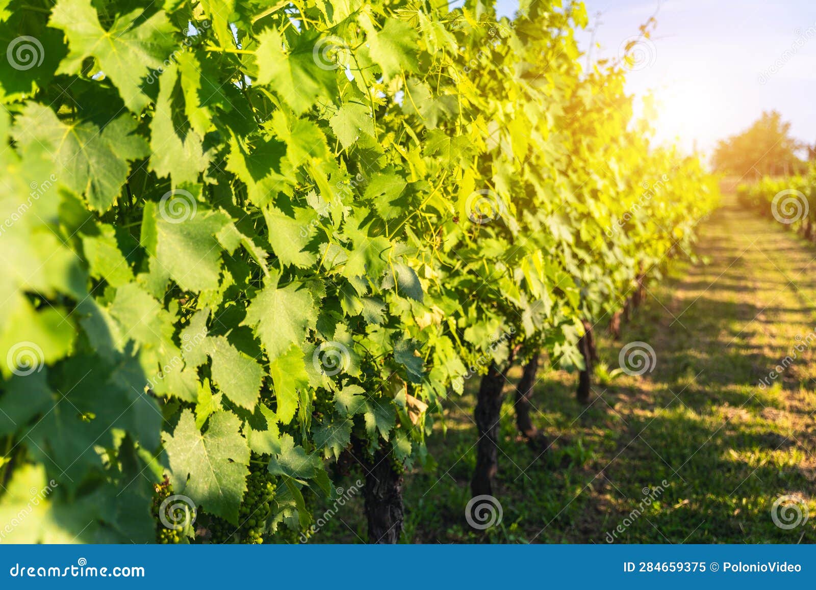 Wine Grape Ripening for the Harvest Stock Image Image of grapevines