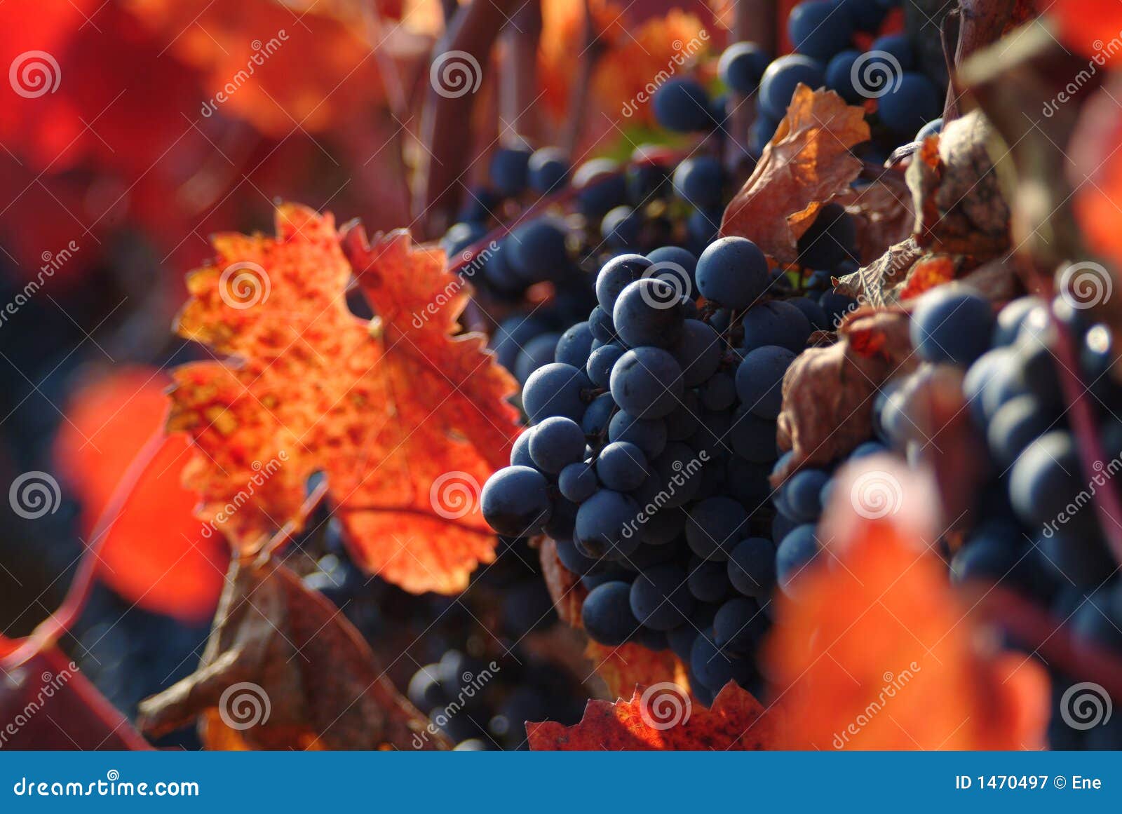 wine grapes