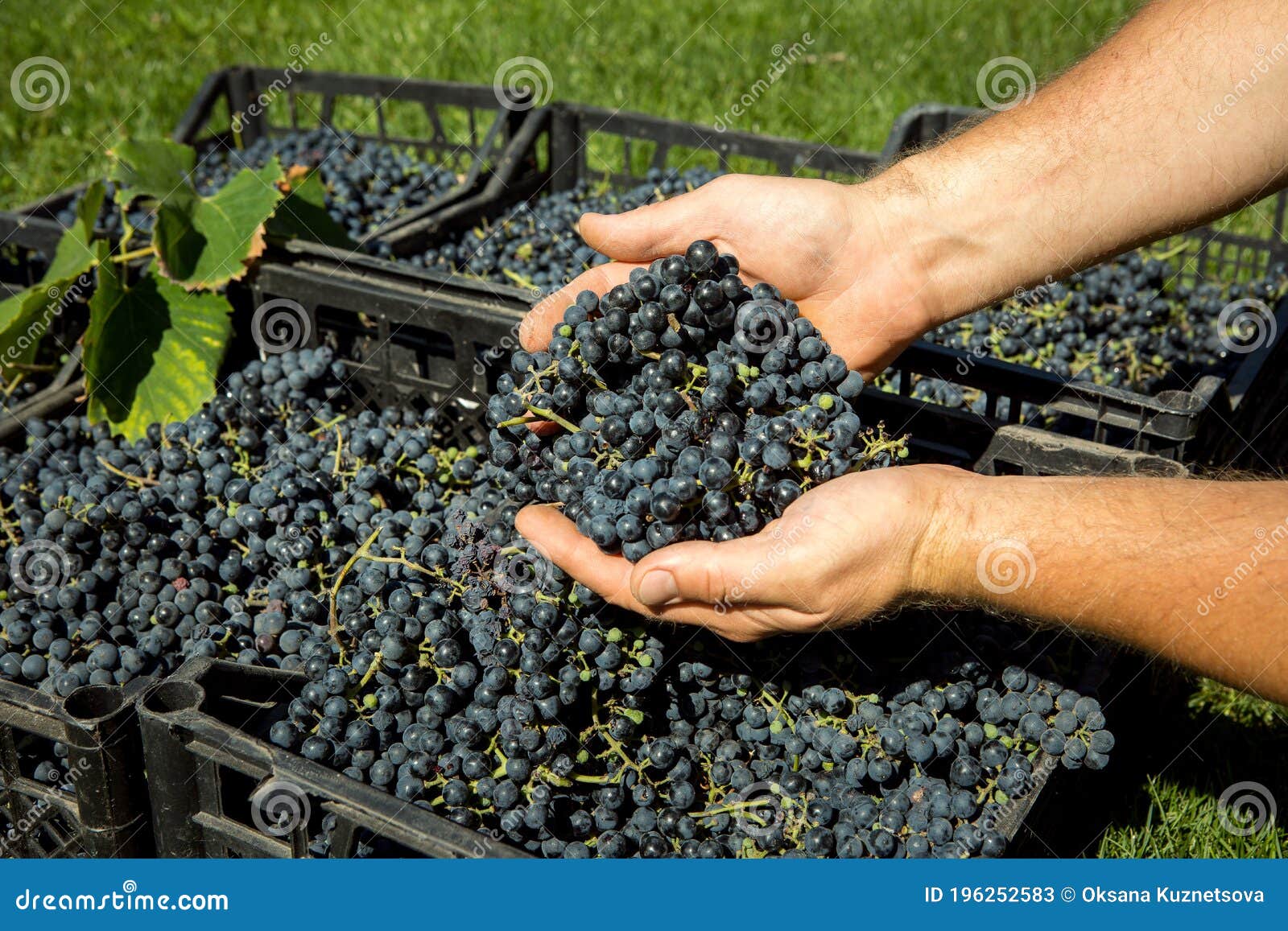 Grape Harvest. Wine Grapes are Collected in Boxes. the Winemaker Checks