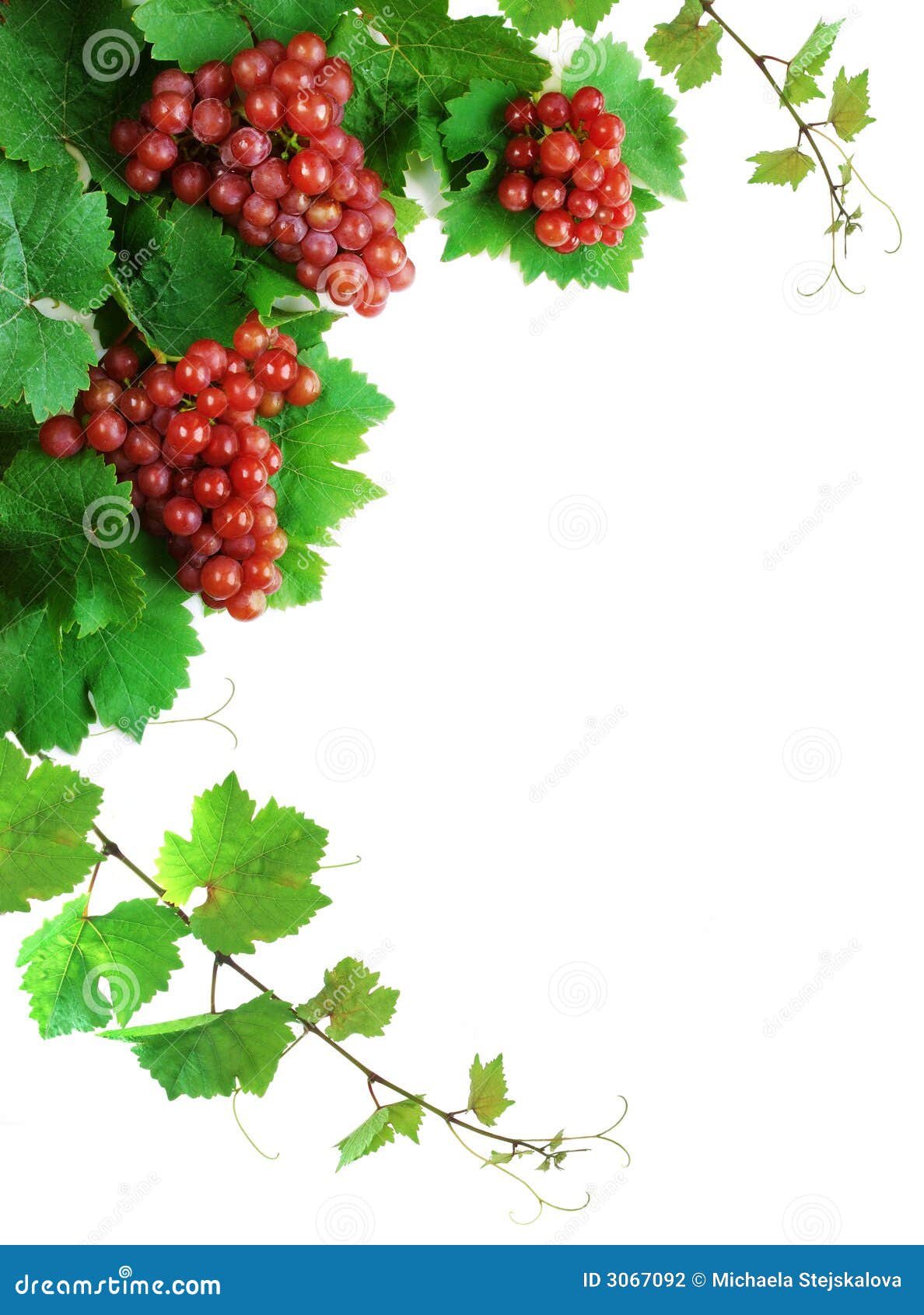 Wine grapes decoration stock photo. Image of agriculture 3067092