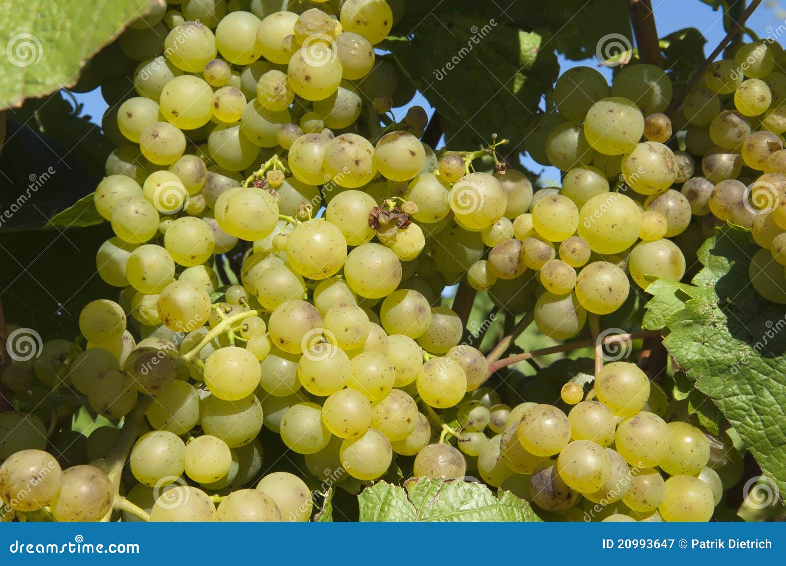 Wine Grapes in Harvest Season Stock Image Image of seasonal, drink 20993647