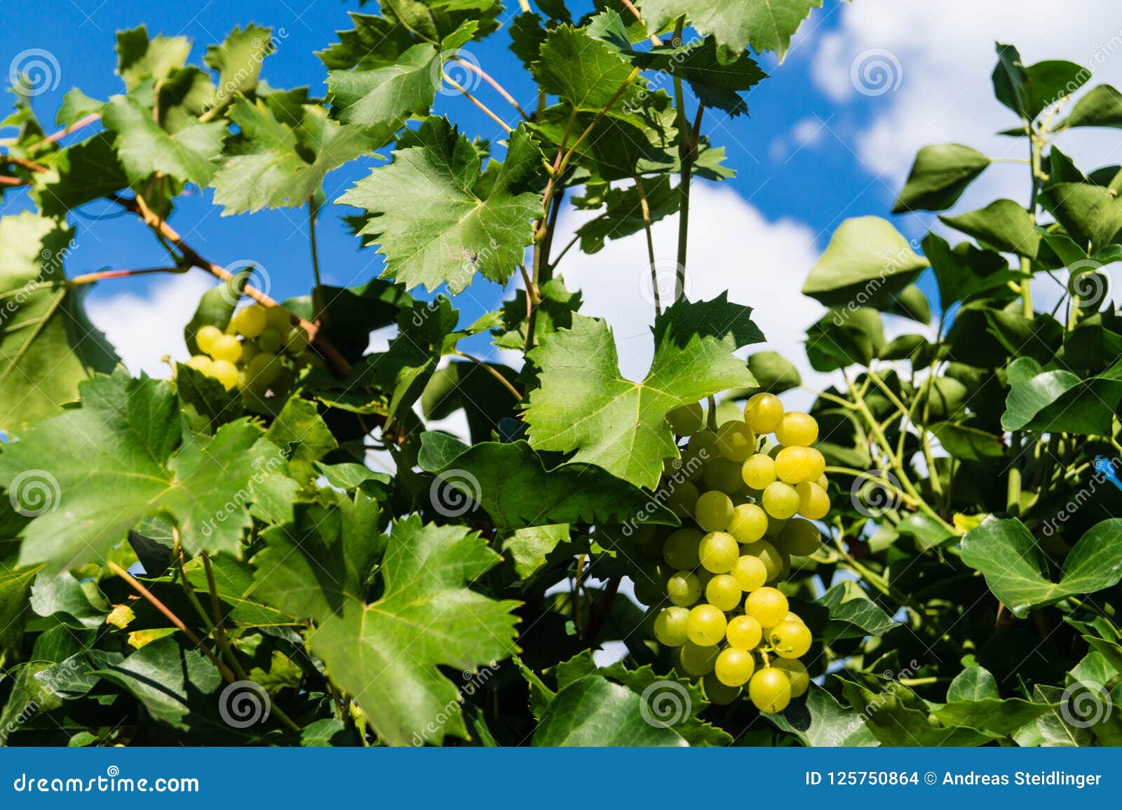 Wine grapes an leaves stock photo. Image of fruit, grape 125750864