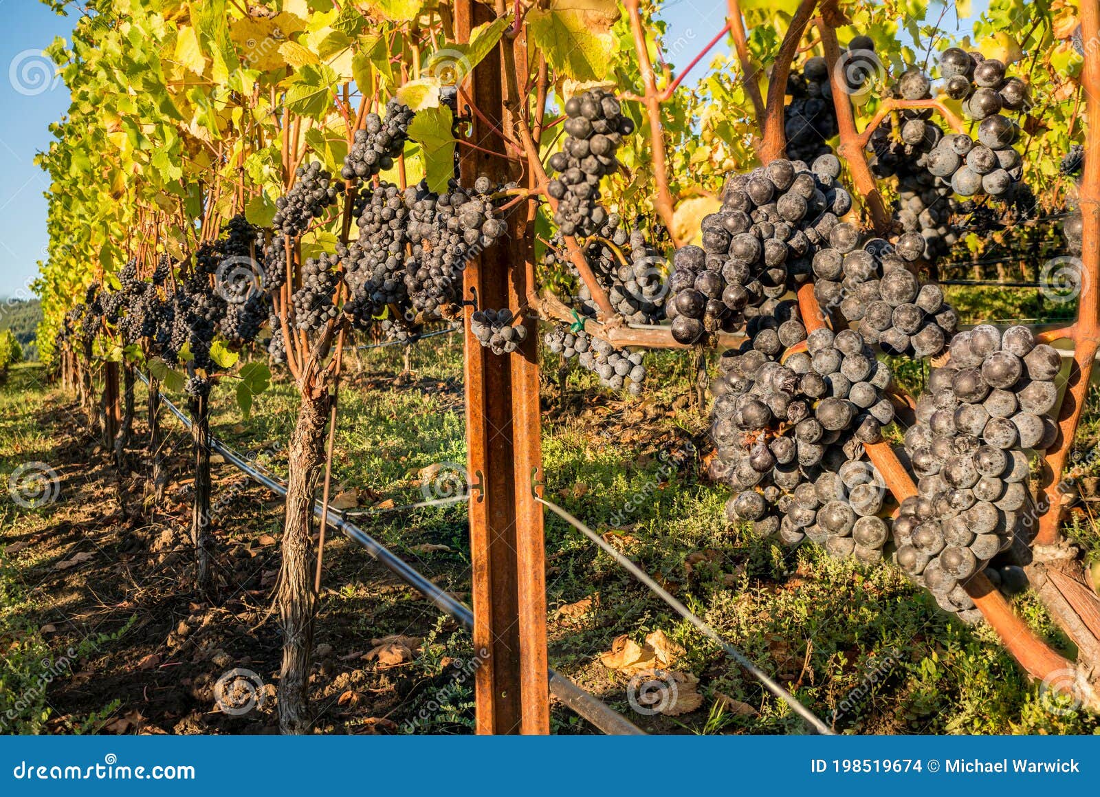 Wine Grapes Ripening on Vineyard Ready for Harvesting Stock Photo