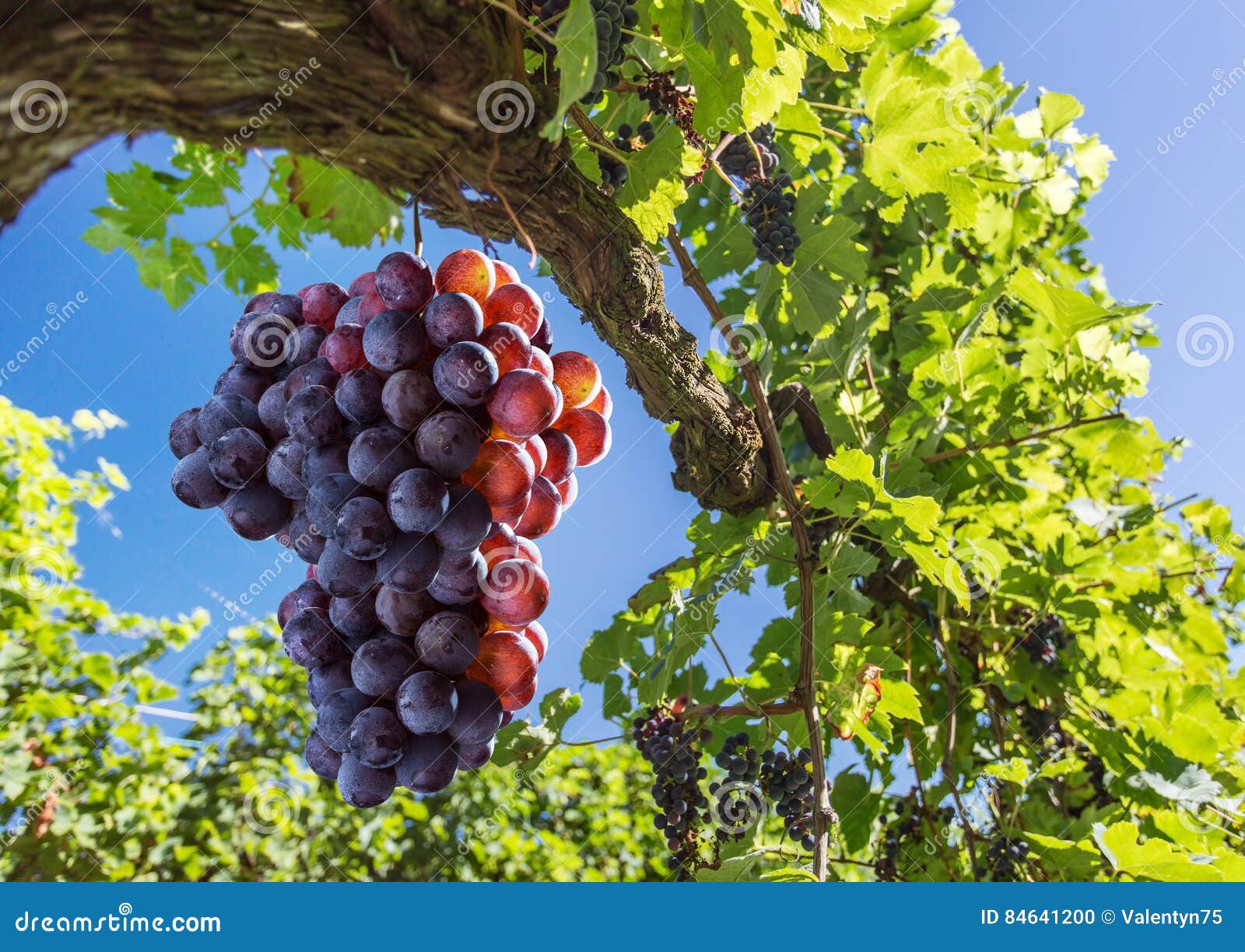wine grapes on the vine.