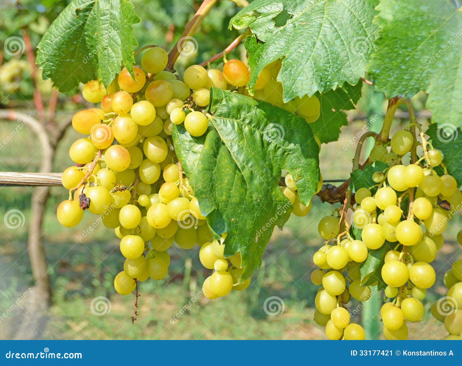 Wine grapes white stock image. Image of fresh, food, harvest 33177421