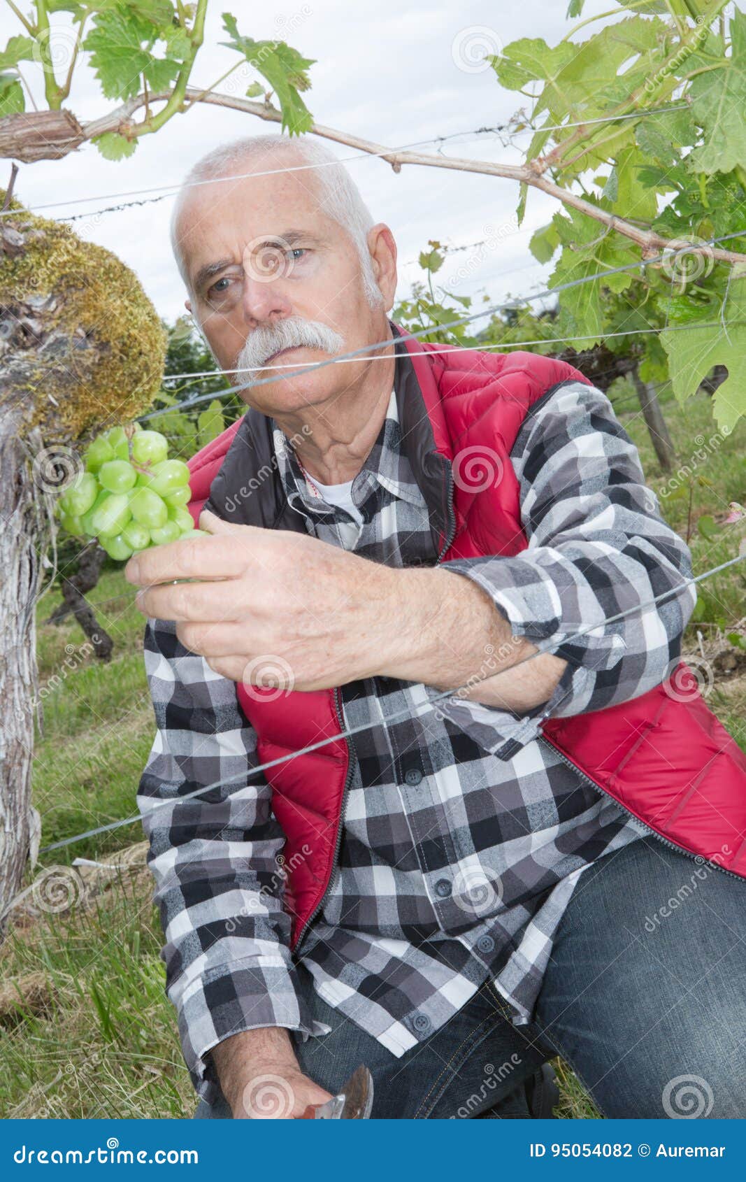 Wine Grower Working in Vineyard Stock Photo Image of carry, plant