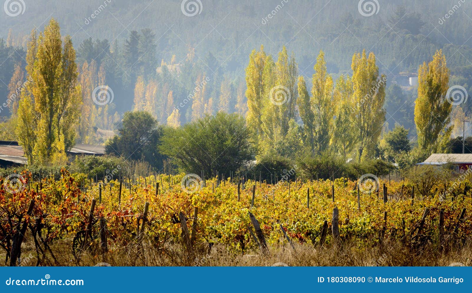 wine-growing landscape in autumn, itata valley. chile
