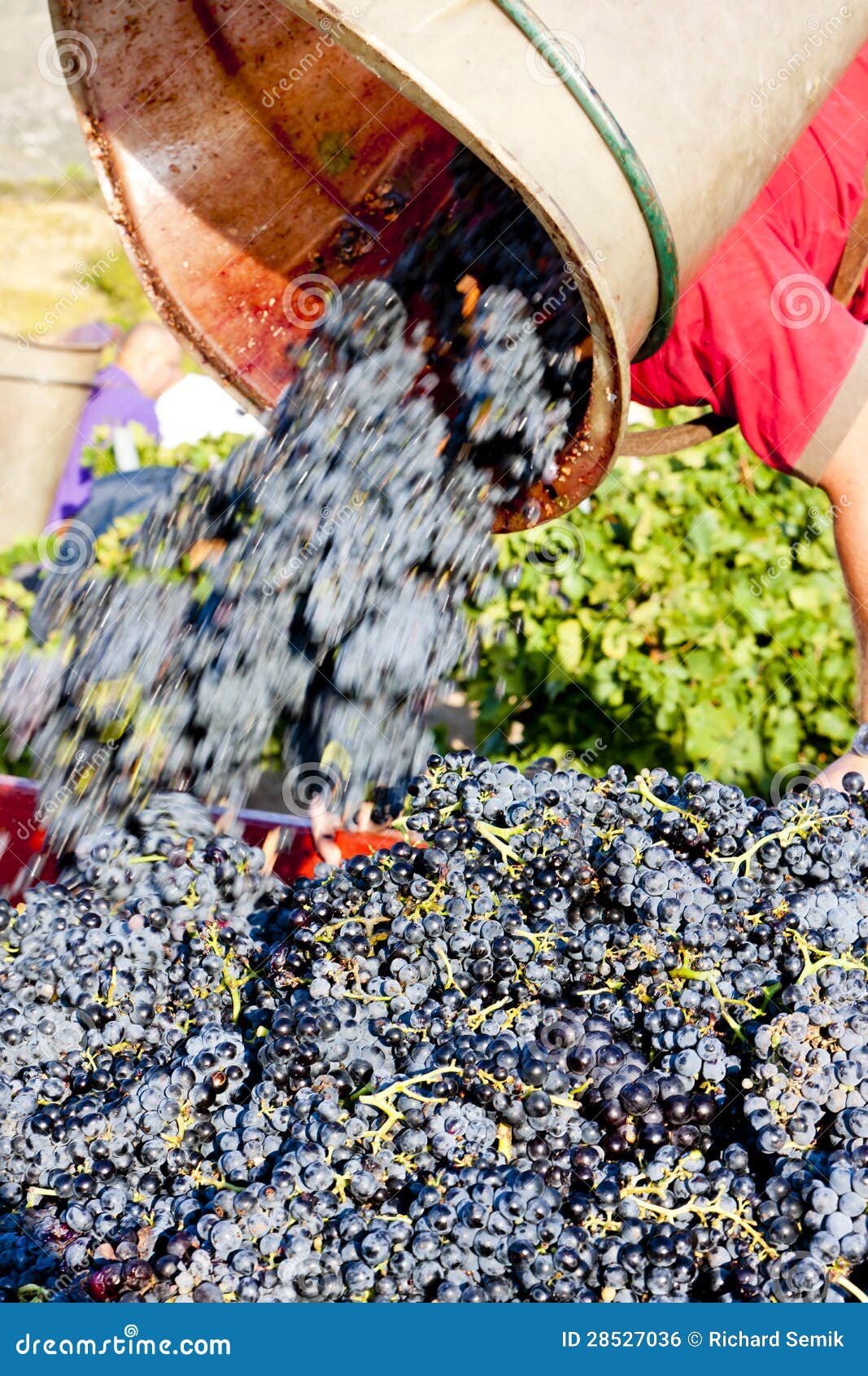 Wine harvest stock photo. Image of roussillon, agriculture 28527036