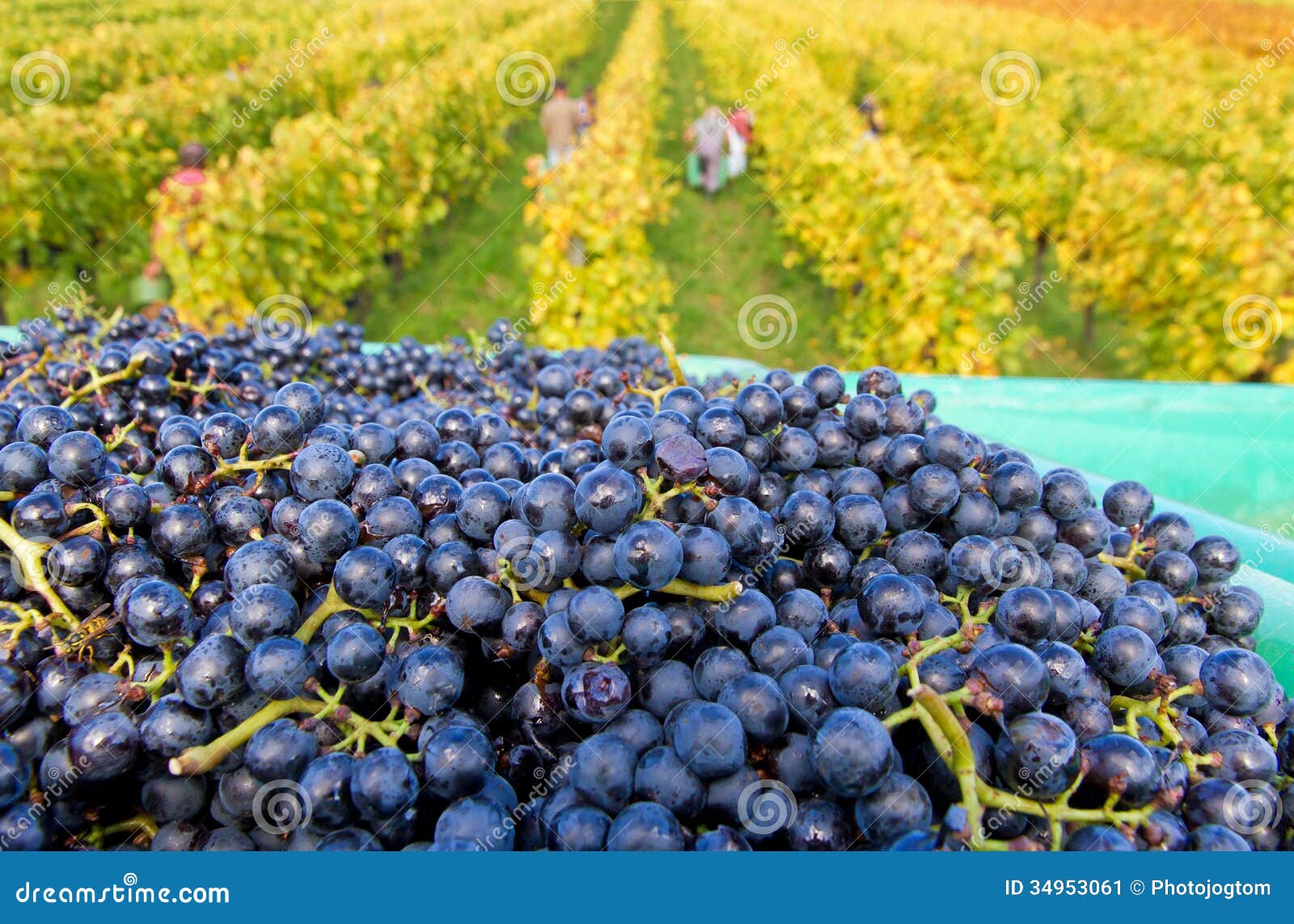Wine harvest in autumn stock image. Image of grapes, delicious 34953061