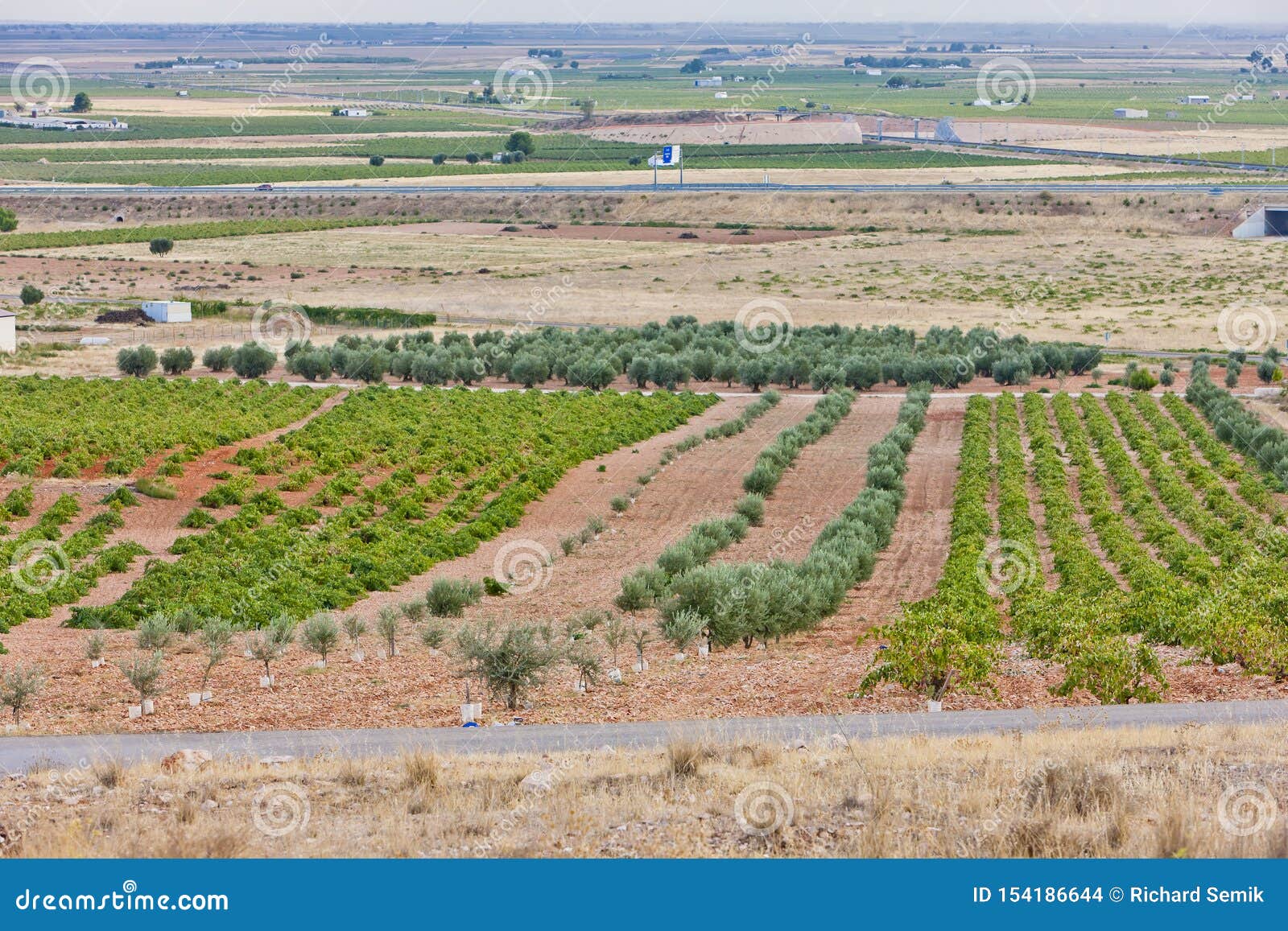 Wine Harvest, CastileLa Mancha, Spain Stock Photo Image of rows