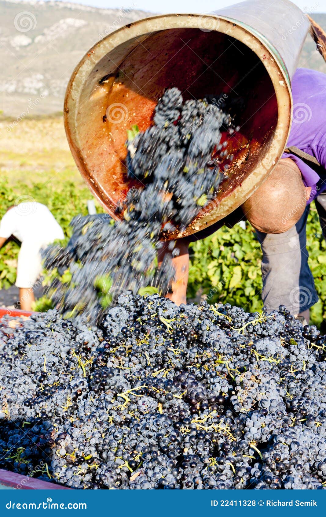 Wine harvest, France stock photo. Image of picker, people 22411328