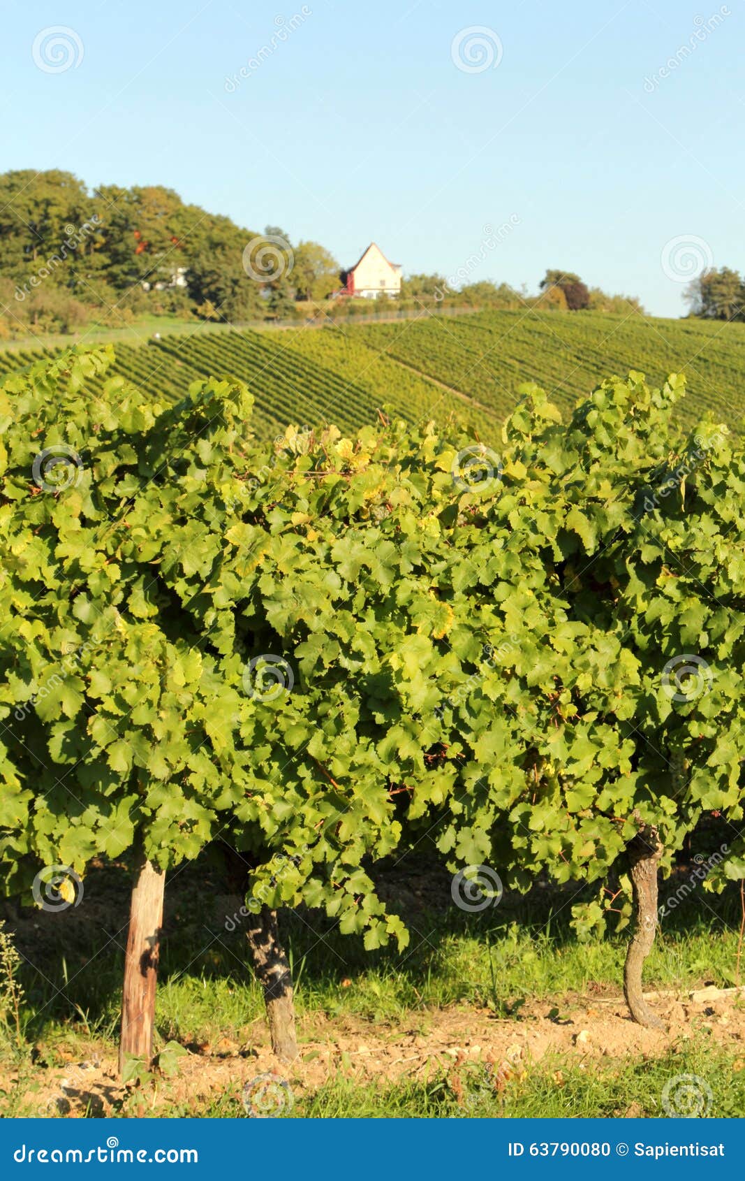 Wine harvest stock photo. Image of harvest, color, europe 63790080