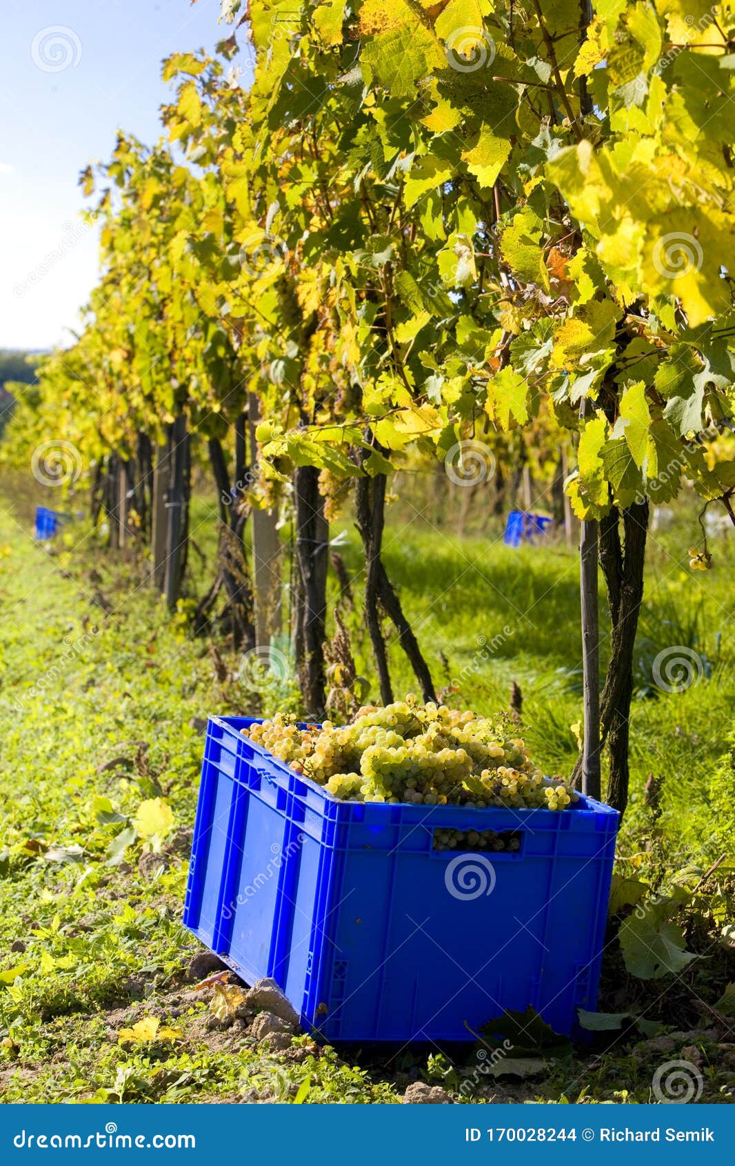 wine harvest, vineyard u svateho urbana, czech republic