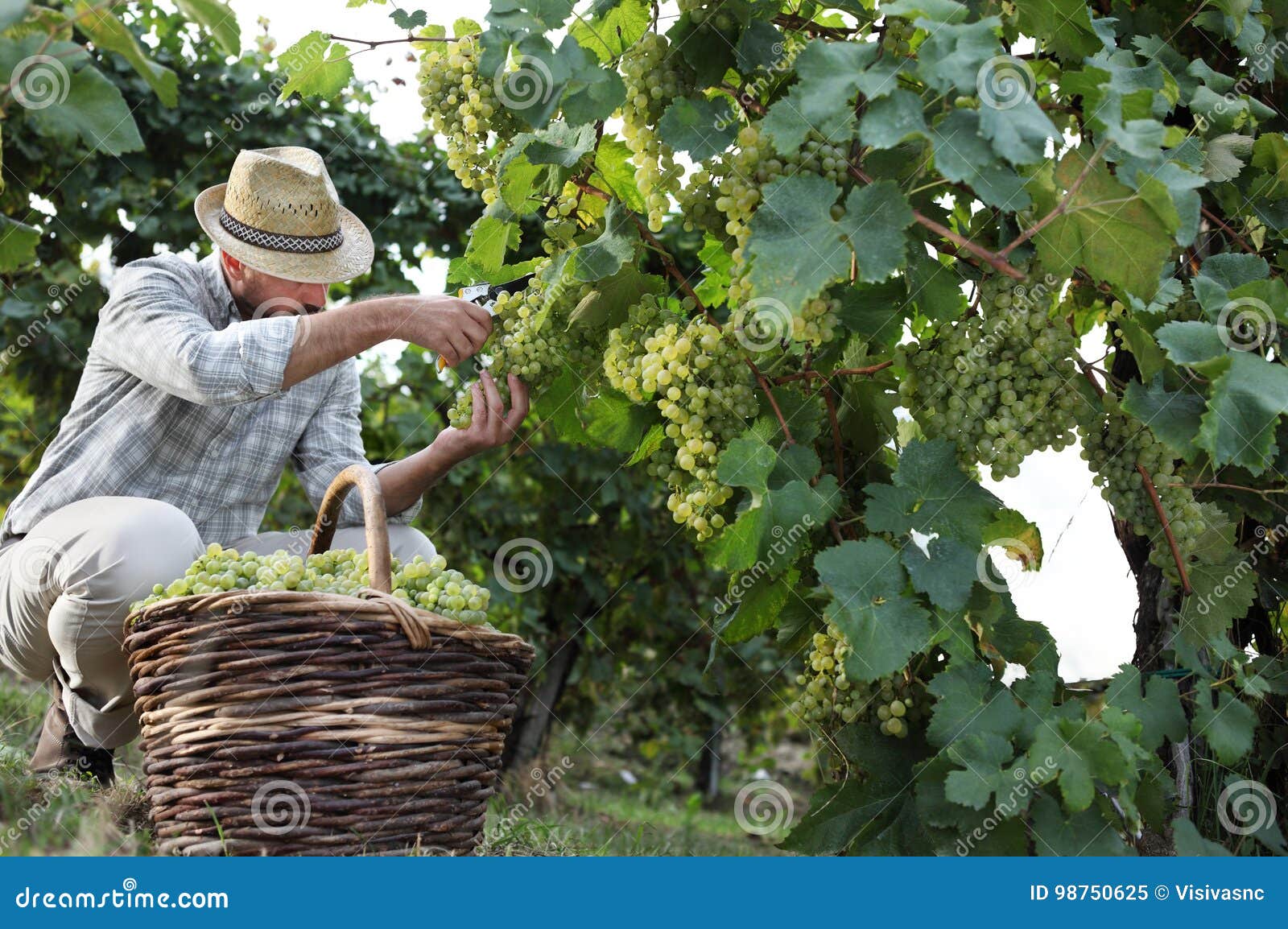 wine harvest worker cutting white grapes from vines with wicker