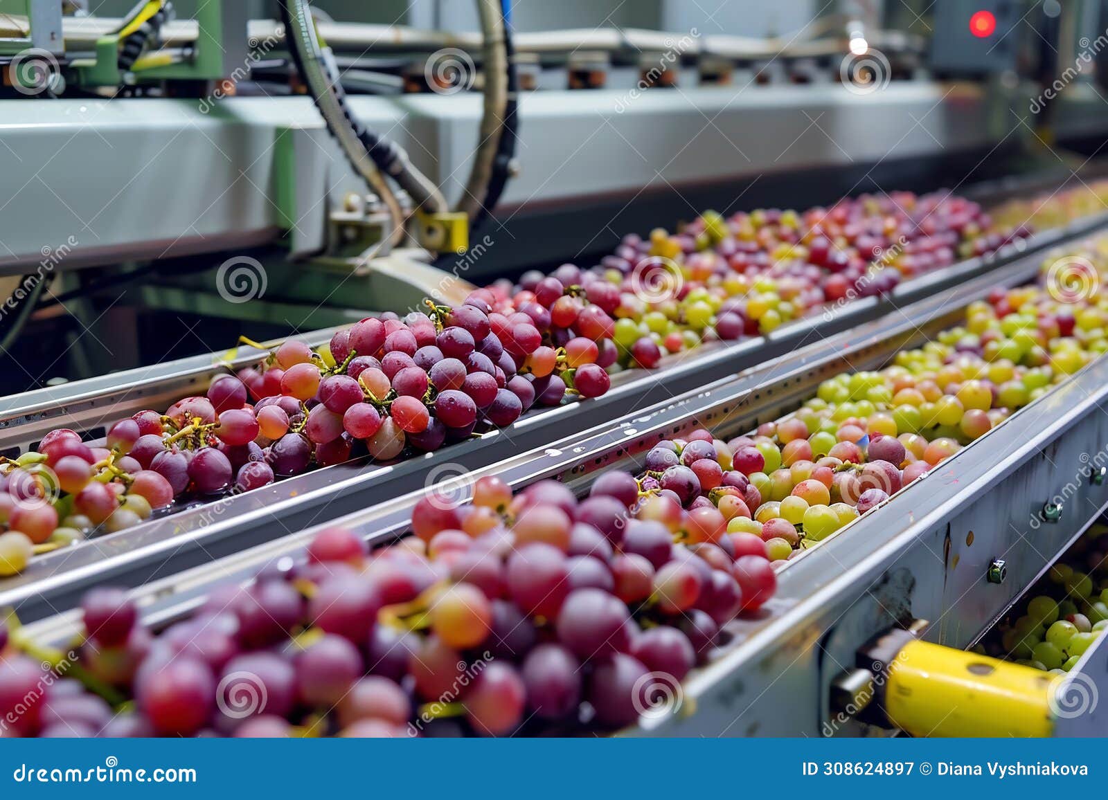 Wine Manufacturing Process, Grapes Going Throught Machine on the Wine