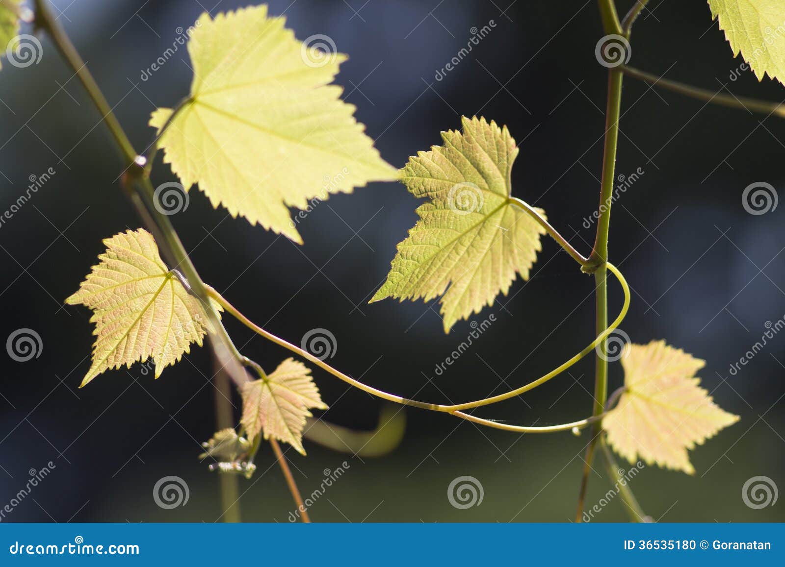 Wine plant stock photo. Image of garden, natural, gardening 36535180